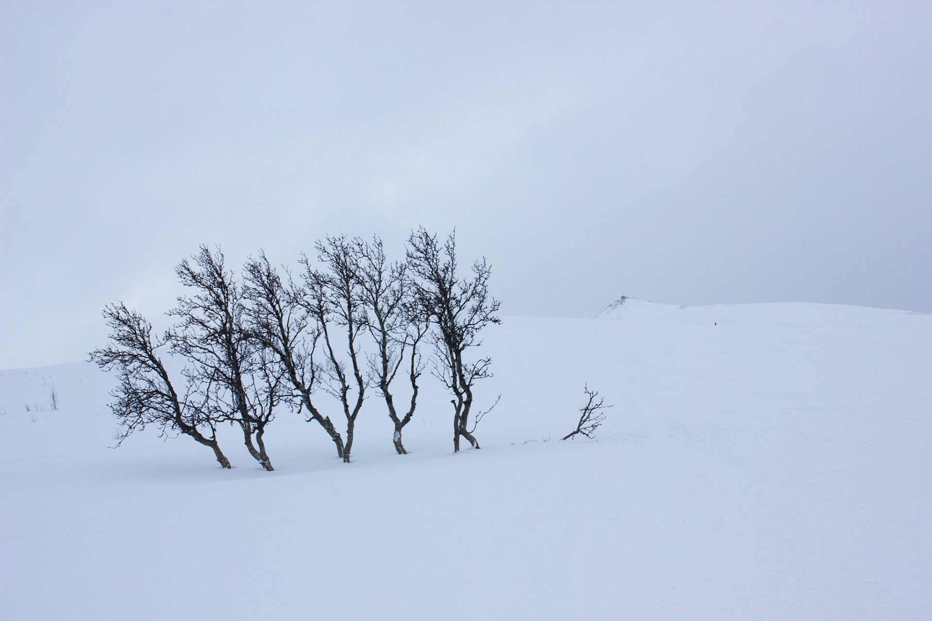 Snow predominates in the Arctic winter as it covers all but some tree parts that remain exposed, Kvaløya, Norway.