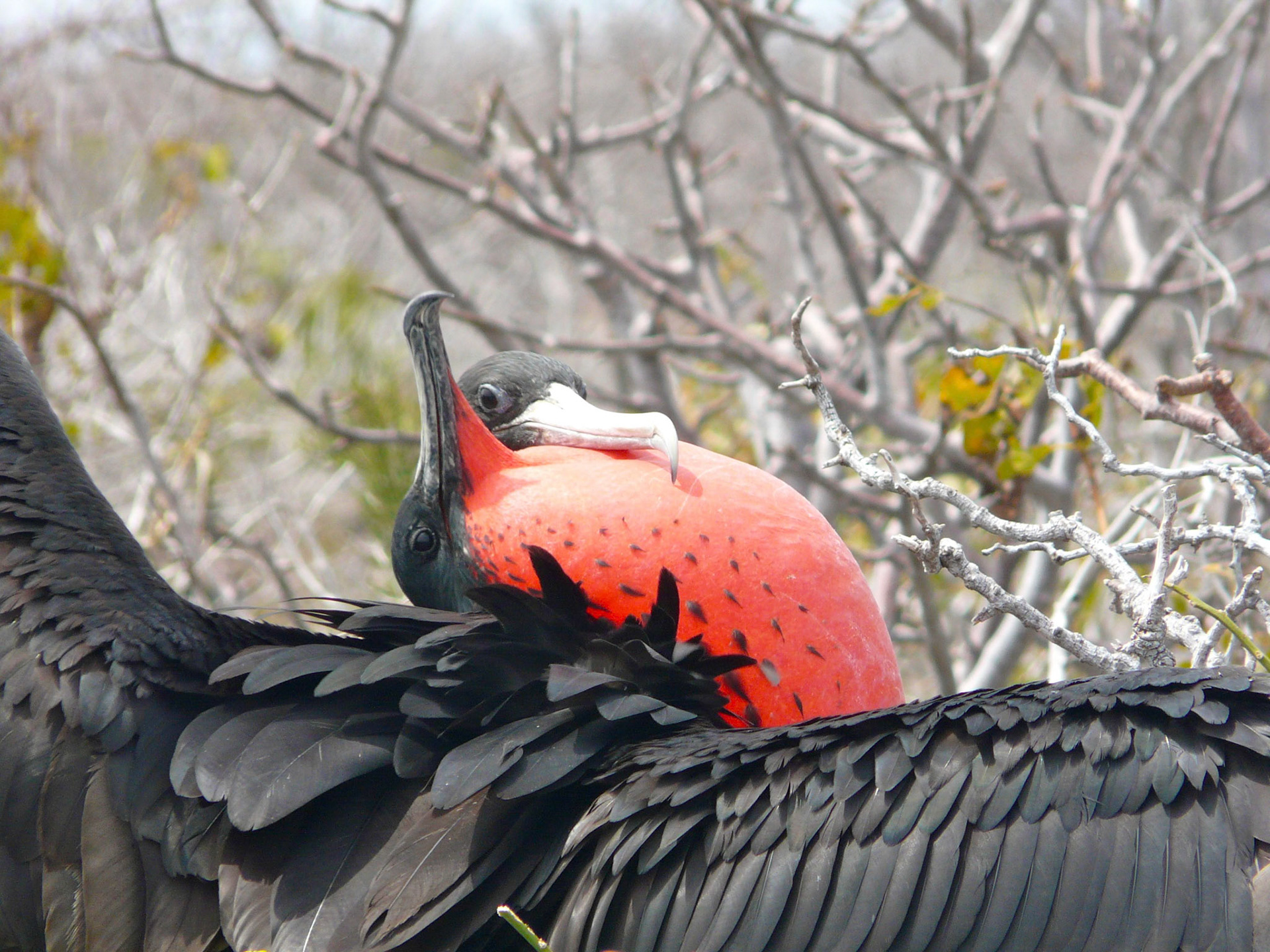 The Spanish nicknamed these birds, ‘pirate birds,’ as they often chase other bird species such as Boobies, and force them to regurgitate their food by grabbing their tail feathers and shaking them.