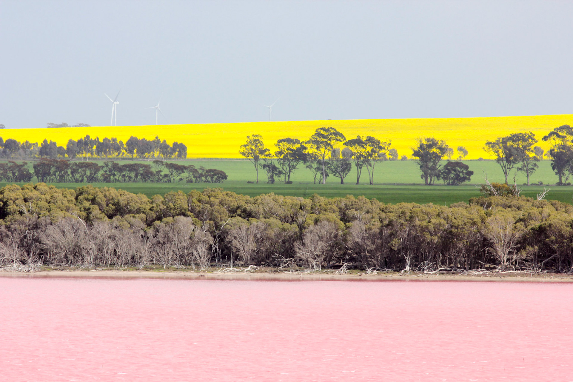 Clear skyies, grown canola, lush bush, and the pink algea and bacteria that thrieve by the right conditions, Dimbola, the Little Desert, VIC, Australia.