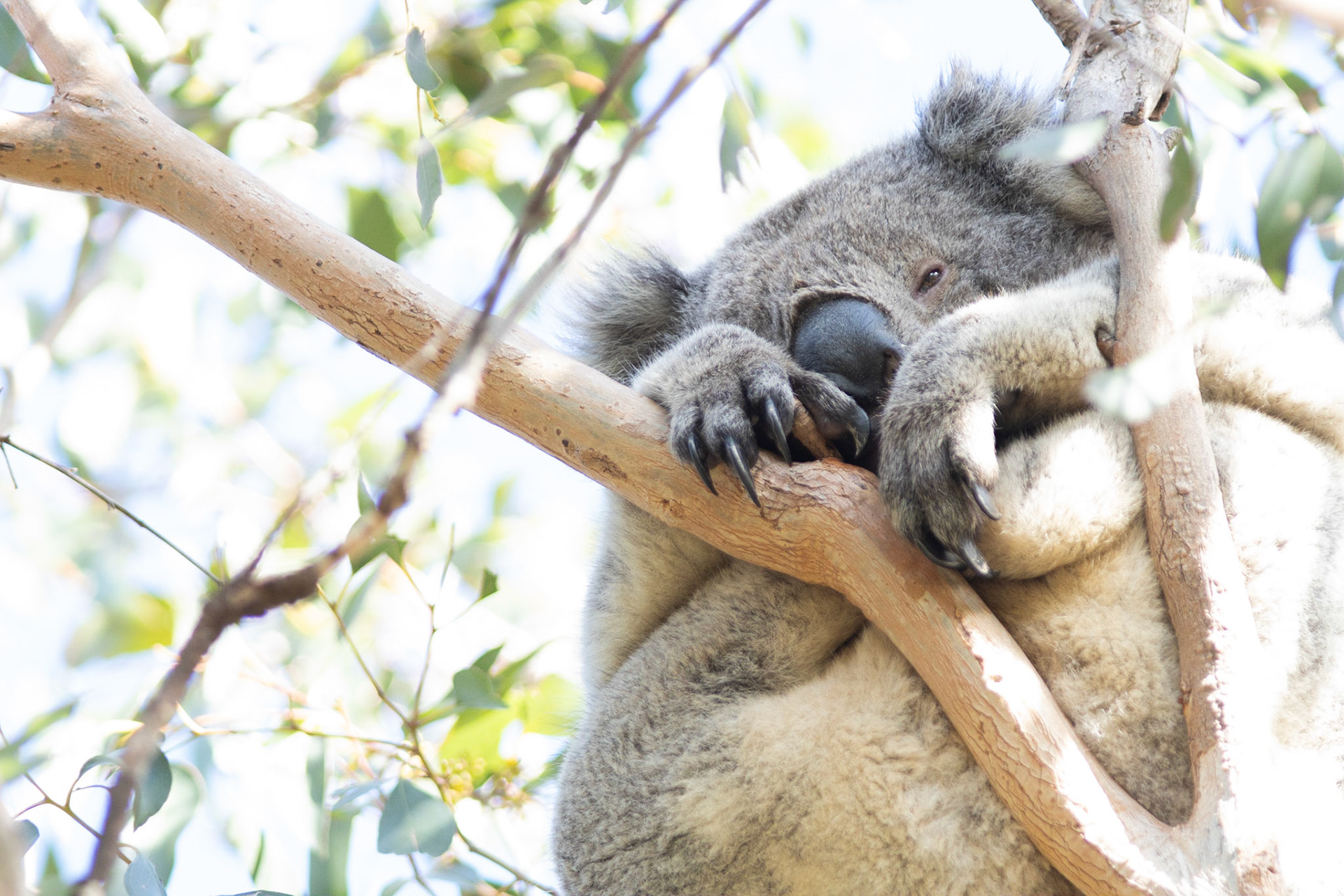 Koalas have no other but to hang over tree branches despite the eucalyptus trees easily crush.