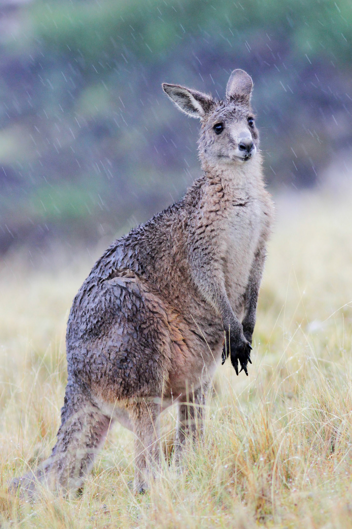 Kangaroos face the rain as it comes. They live in the wild and seek cover when they need. Rain favours weeds to turn green, which is what they appreciate the most.