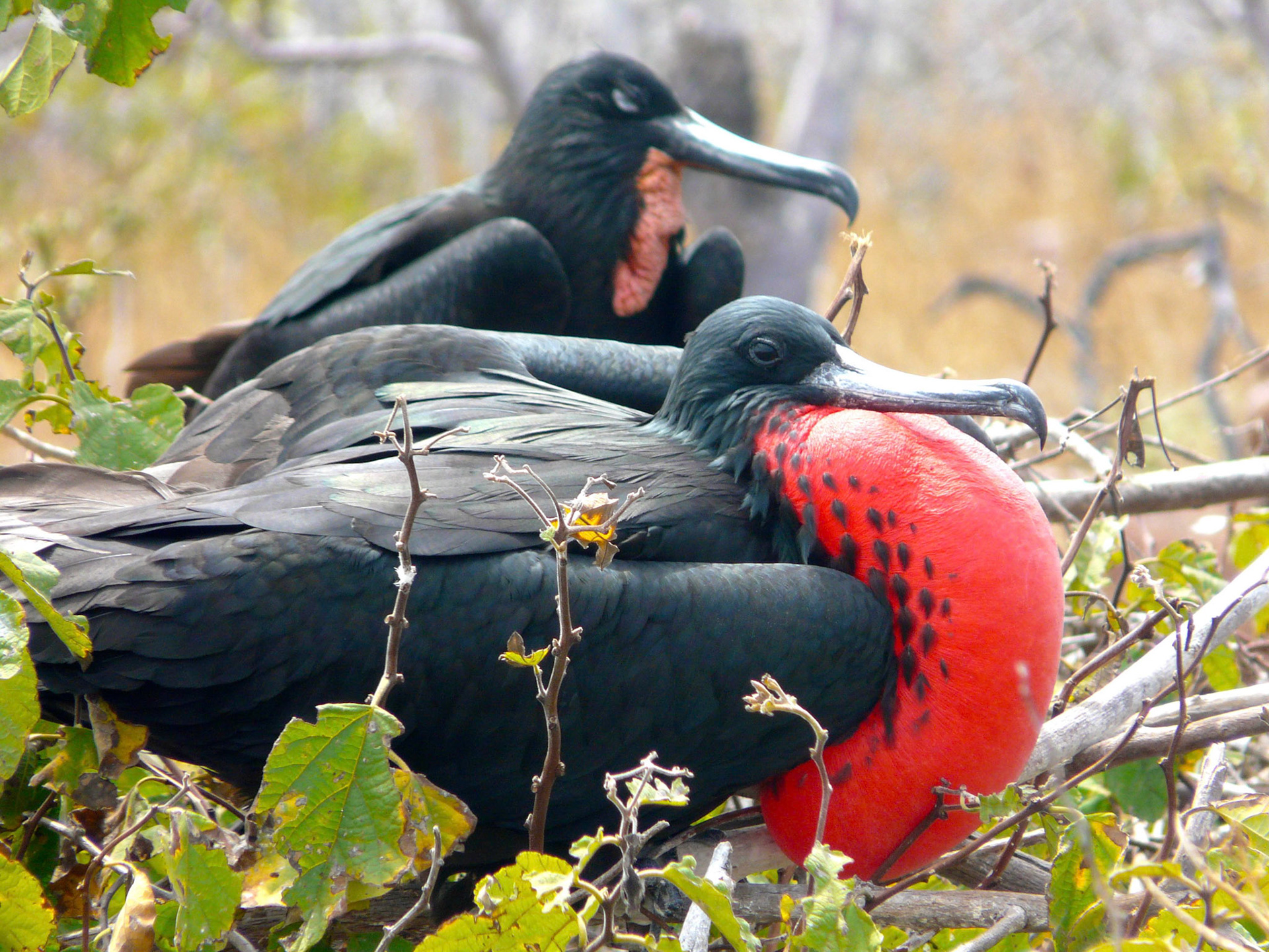 The Spanish nicknamed these birds, ‘pirate birds,’ as they often chase other bird species such as Boobies, and force them to regurgitate their food by grabbing their tail feathers and shaking them.