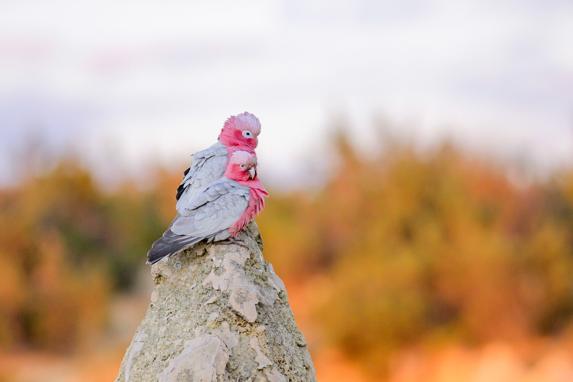 Galahs form permanent pair bonds unless one dies.