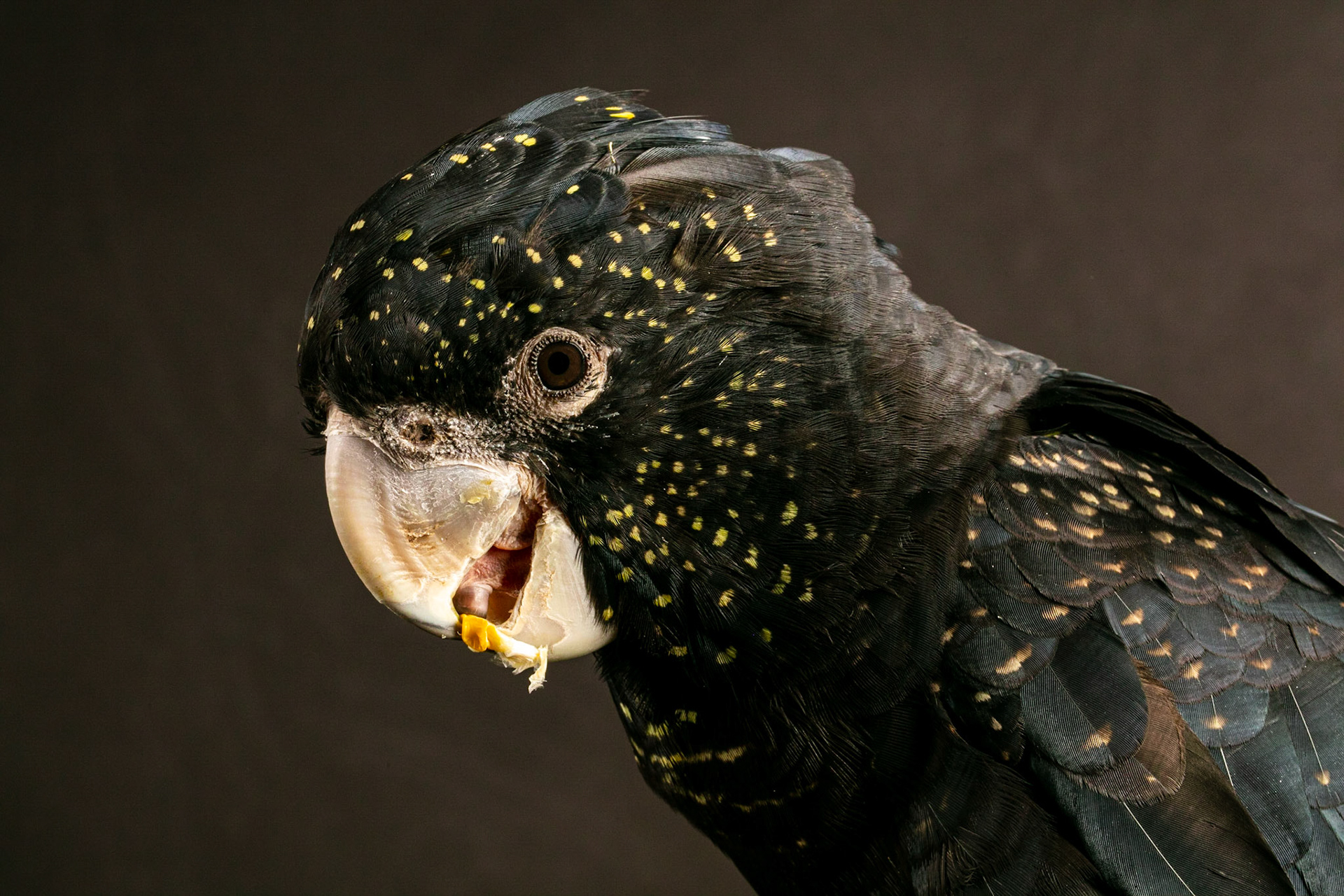 Black cacatoo