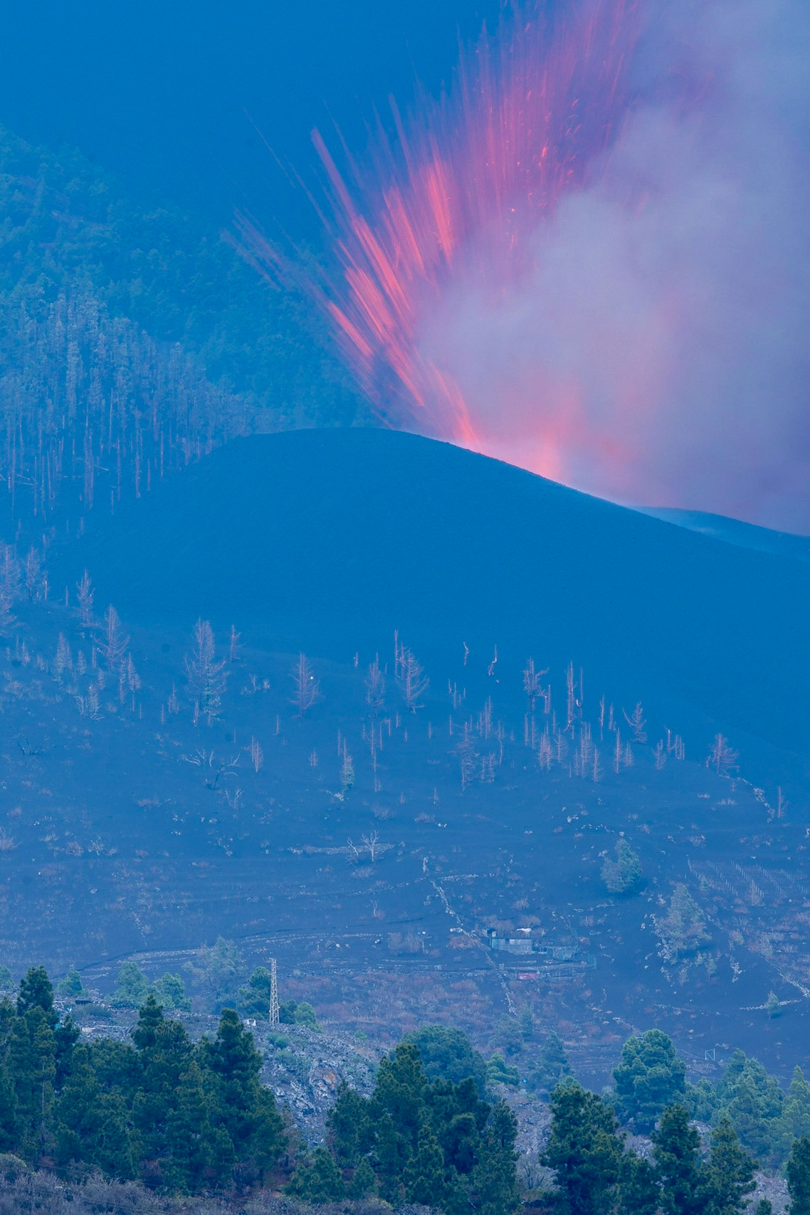 The volcanic eruption in la Palma eroded all woods surrounding the crater of Cumbre Vieja, but these eventually recover. Canary Island, Spain, September 2021.