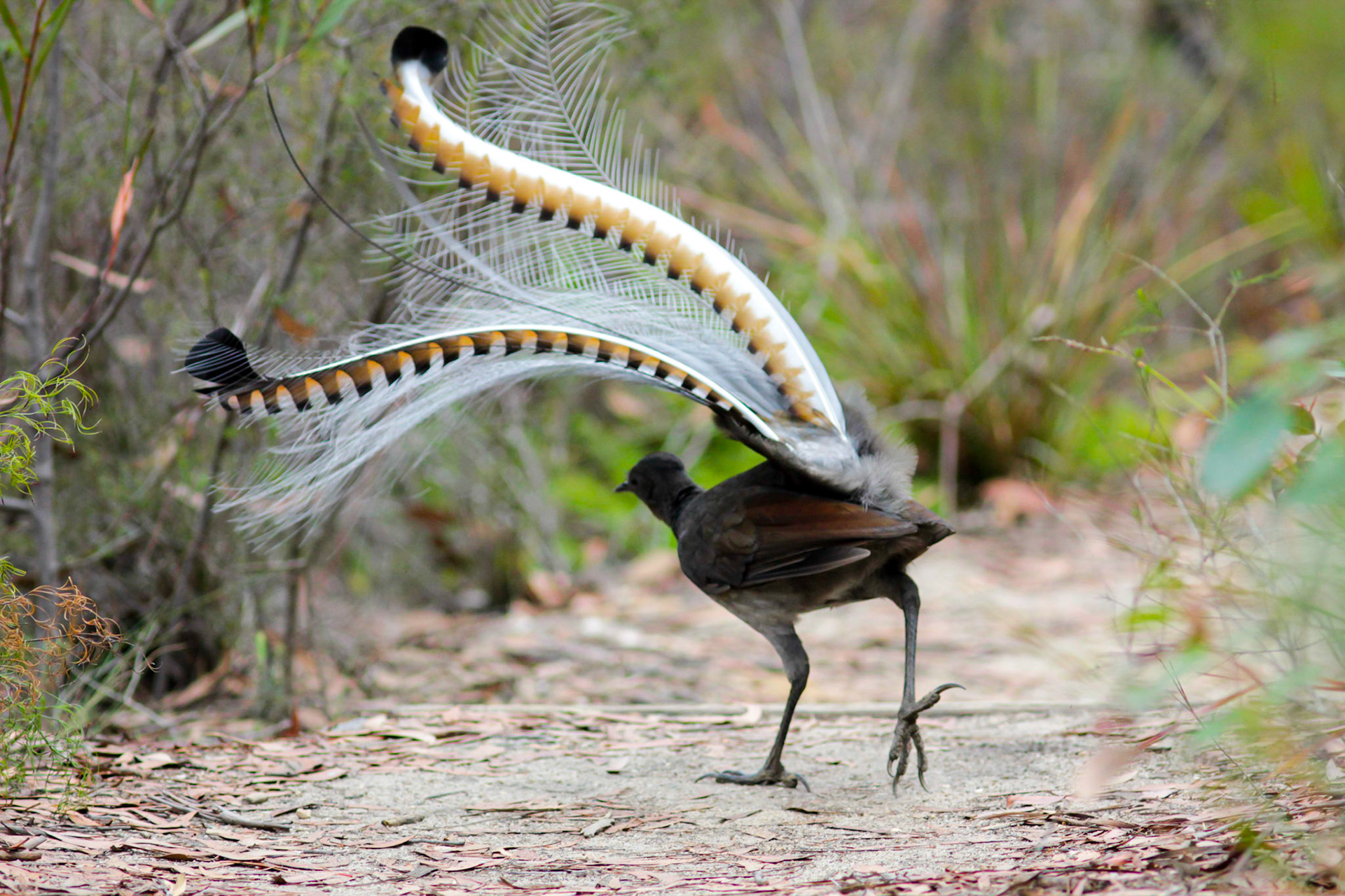 Superb lyrebird male in the Blue Mountain National Park.