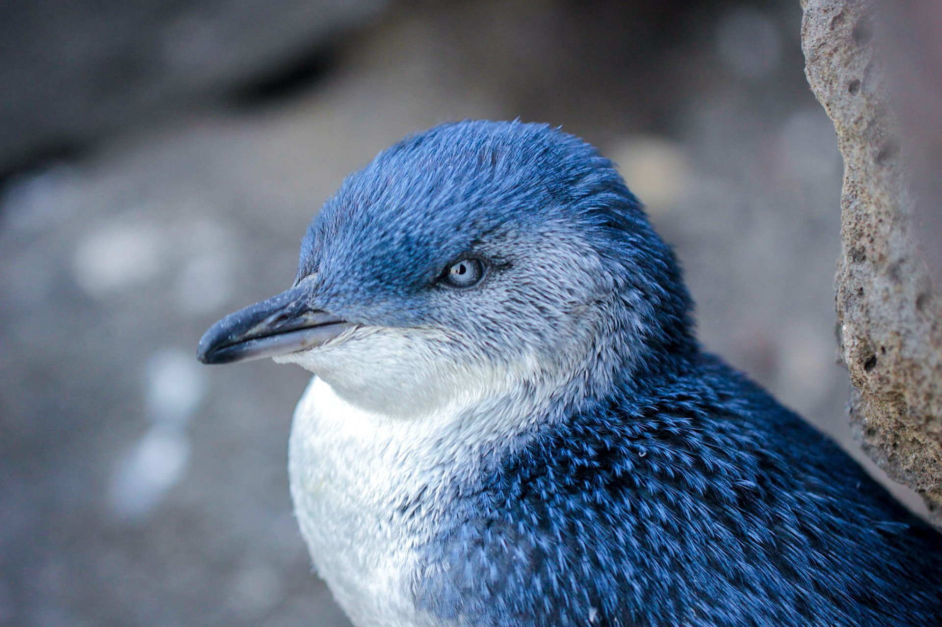 Little penguin (Eudyptula minor) previously known as blue penguins or fairy penguins in Port Phillip bay, St. Kilda, Melbourne.