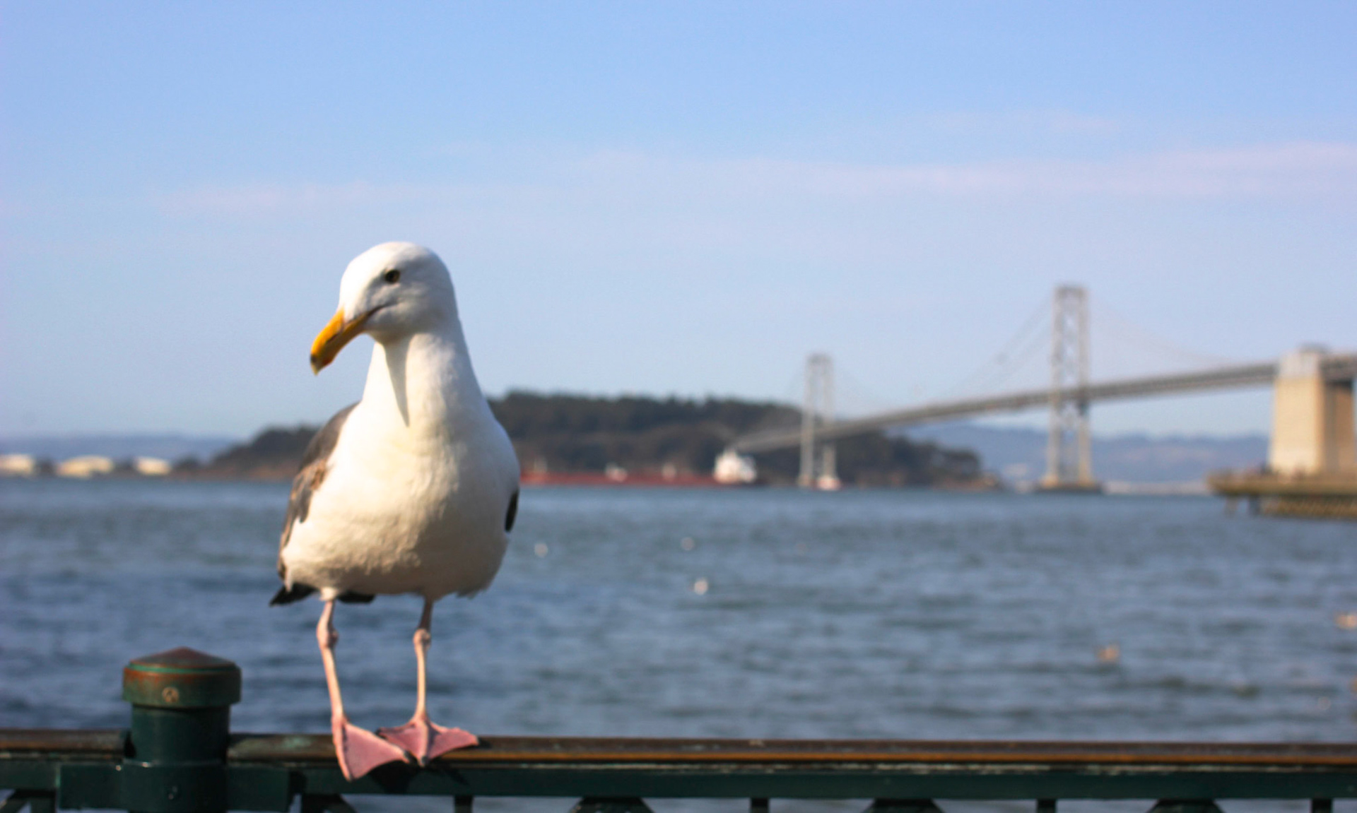 Golden Gate Bridge