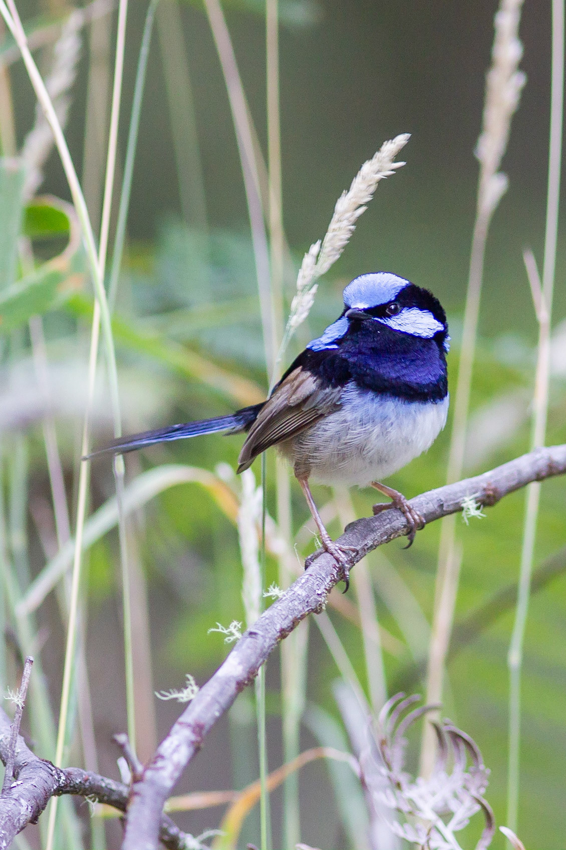 Superb fairywren (Malurus cyaneus) live across south-eastern Australia. Their blue plumage is stronger in adult males during the spring, before the mating season. Females do not show the male's characterisitic blue color.