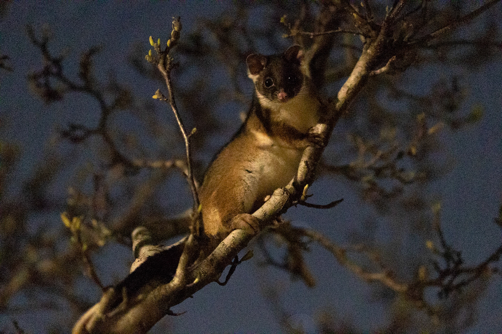 Street possums are aboundant and very active in Ausaralian and New Zeland cities.