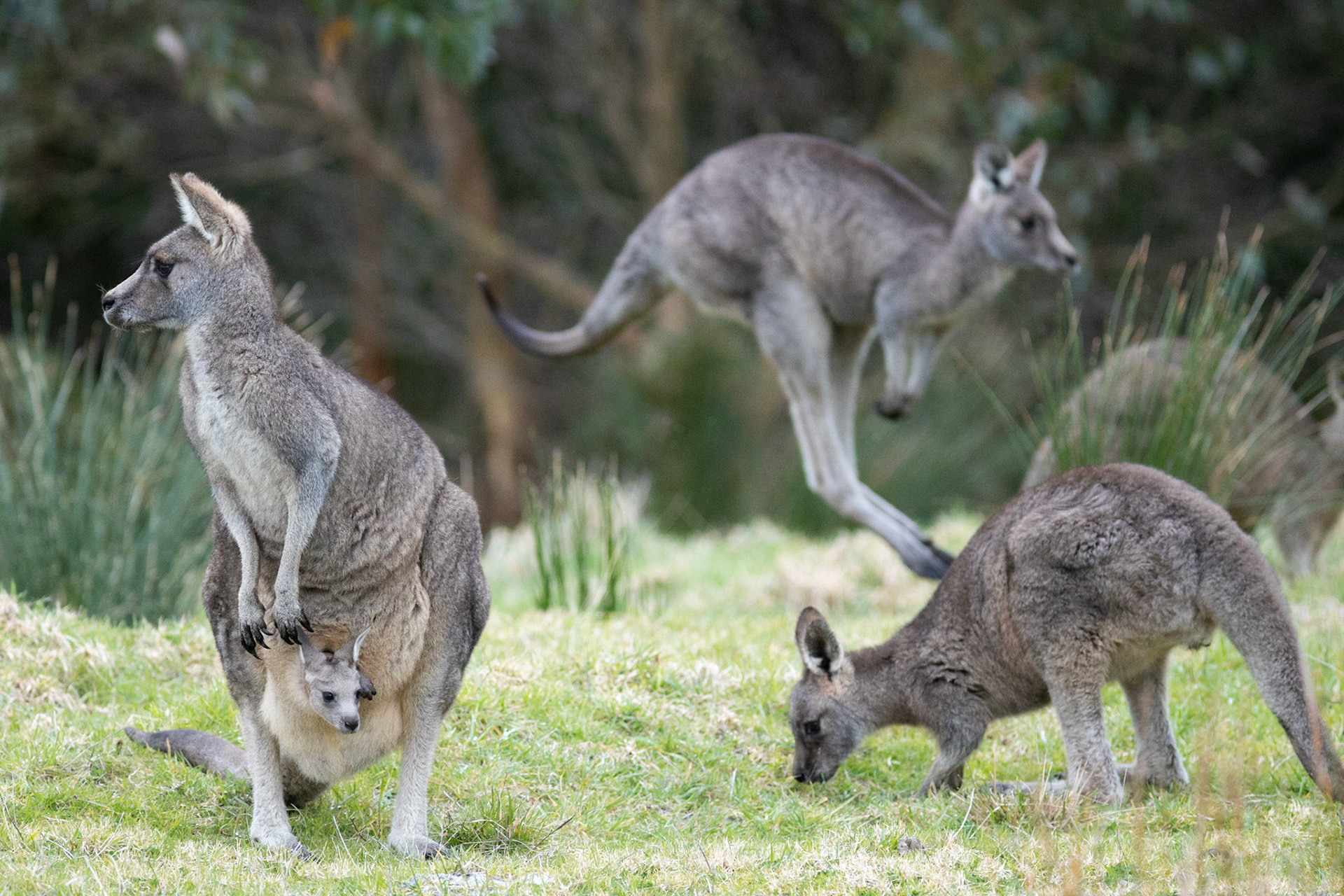 Kangaroos become very active at dusk and down.