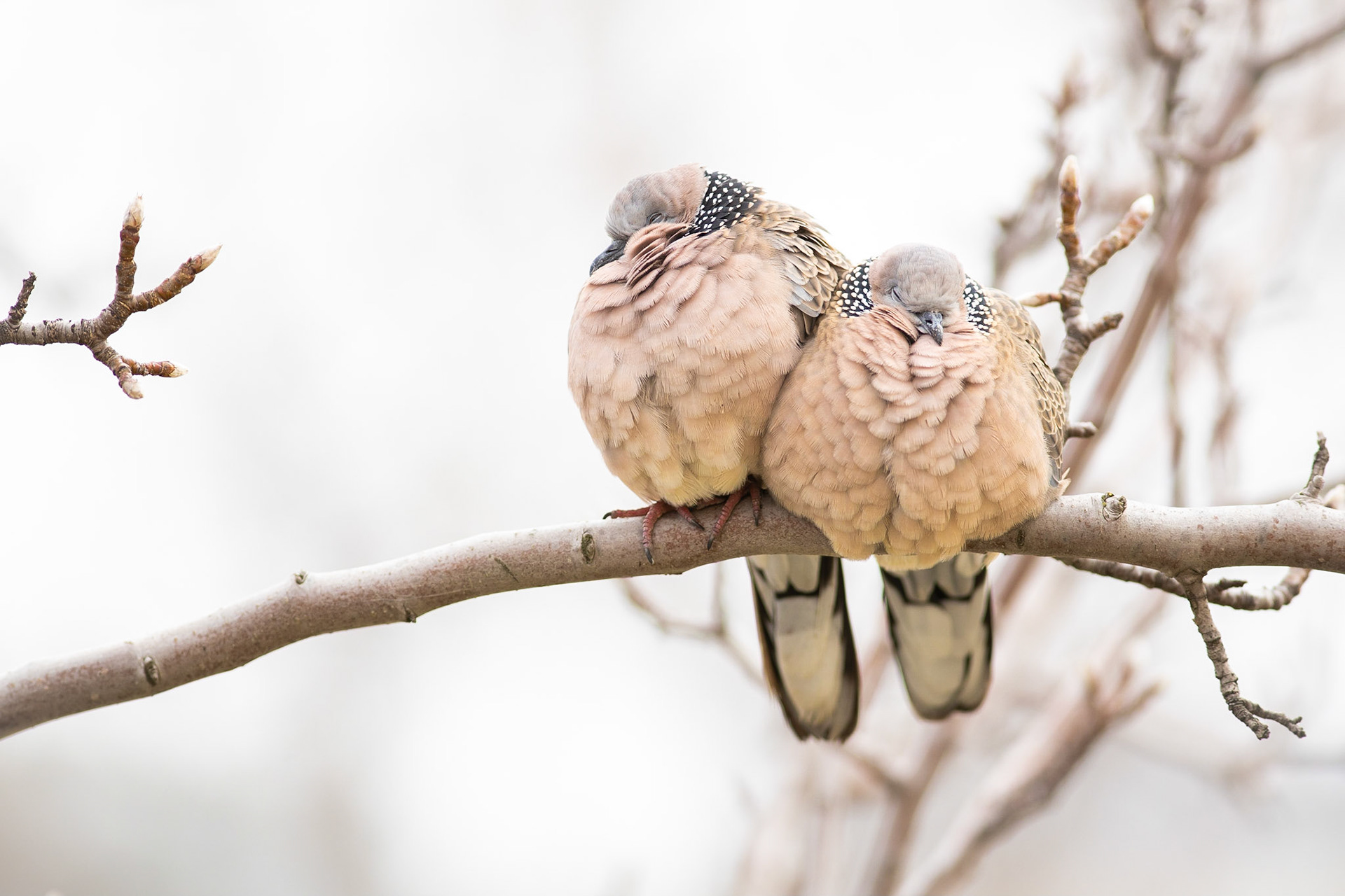 Dull mornings in Melbourne makes even birds sleep in.