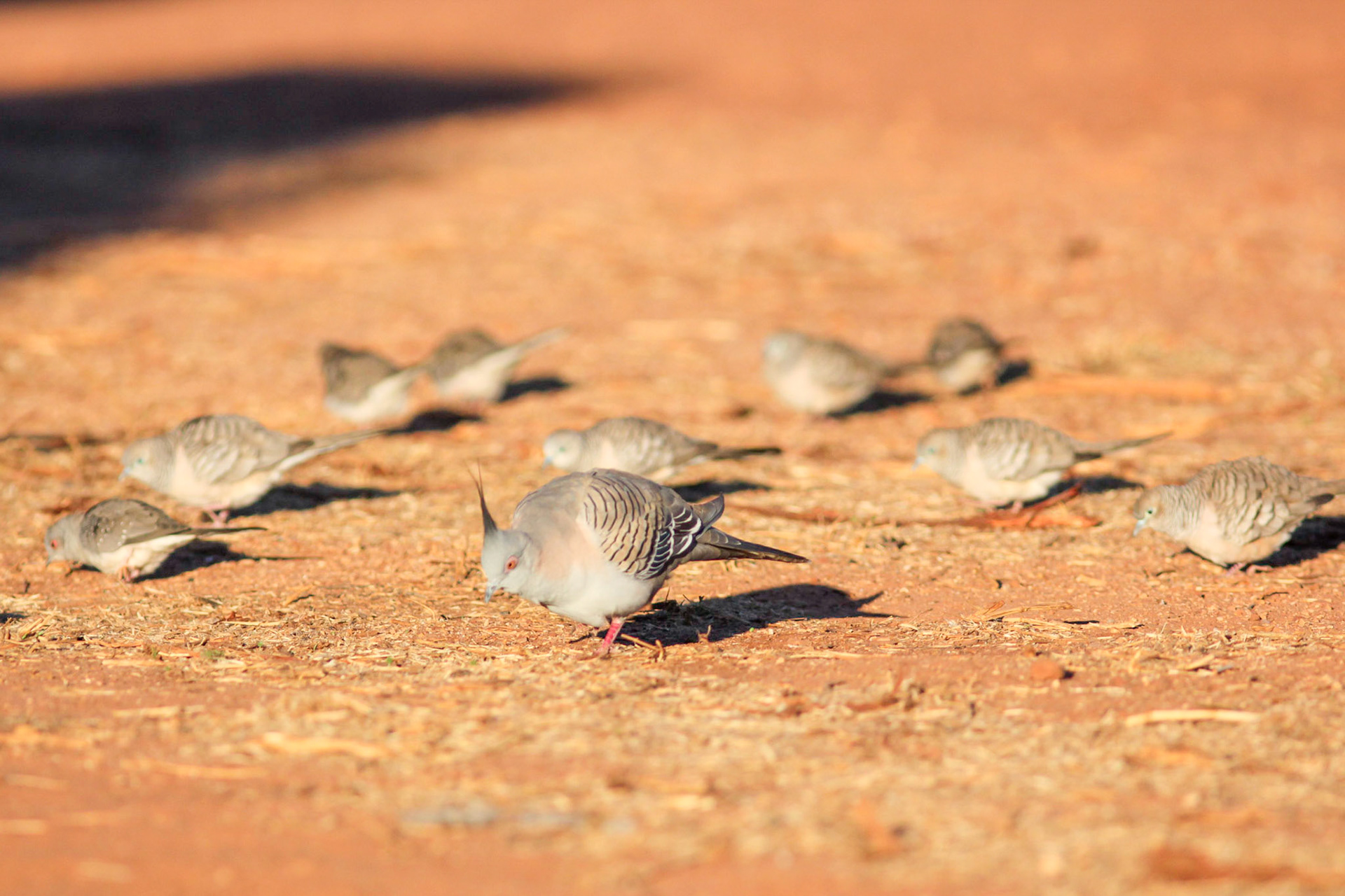 One of several species which has successfully made the transition from a common inland bird to a typical urban bird.