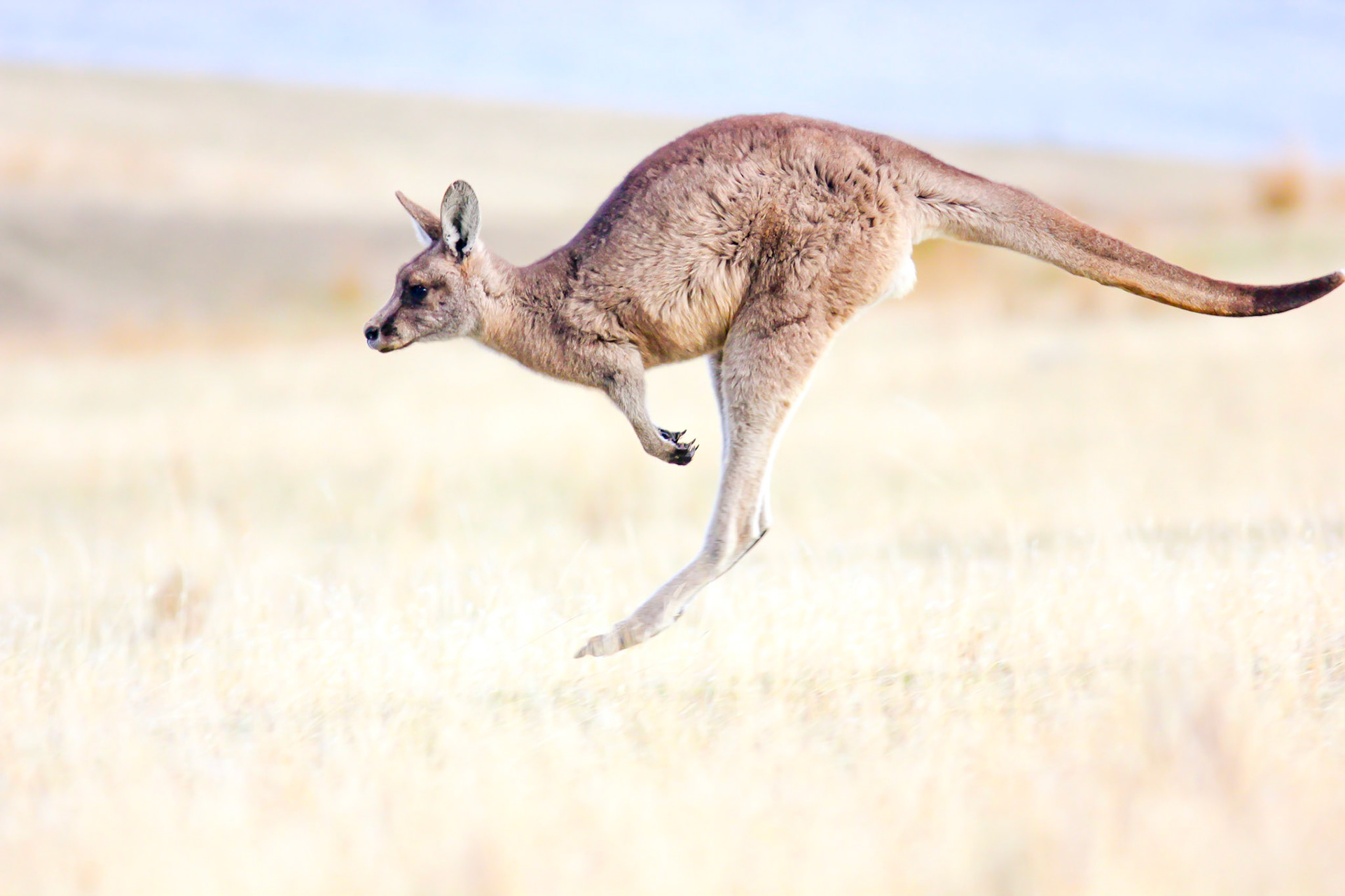 Kangaroos use their powerful rear legs to push their bodies forward and move rapidly across flat fields leap after leap.