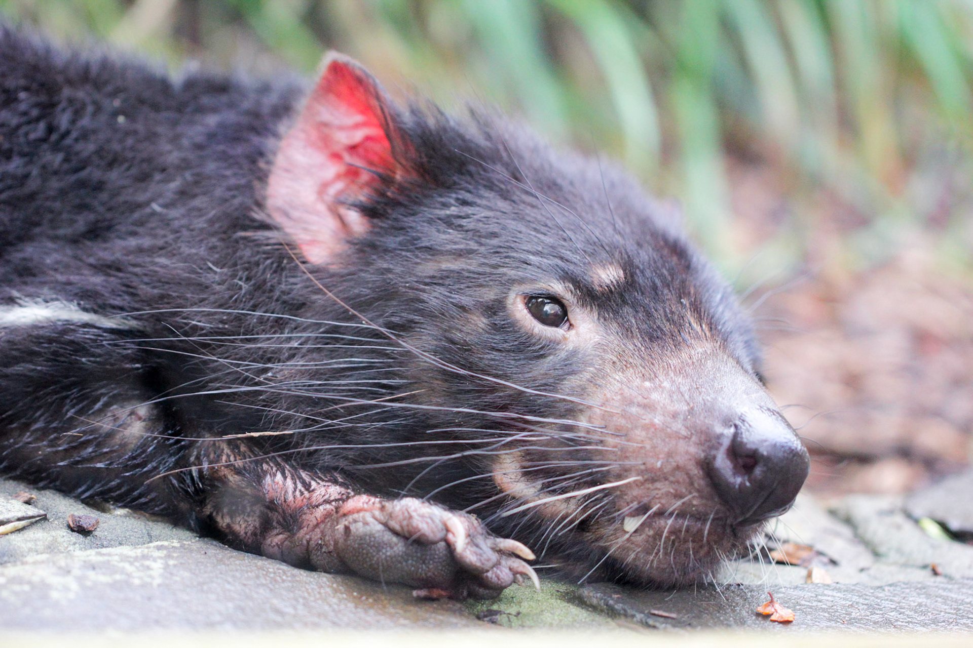 Tasmanian devil (Sarcophilus harrisii) are famously feisty mammals have a coat of coarse black fur with a white stripe on their chest. It is the largest carnivorous marsupial and has an oversized head housing sharp teeth and strong, muscular jaws that can deliver, pound for pound, one of the most powerful bites. They can fly into a rage when threatened or defend their meal, which inspired the Looney Tunes snarling lunatic.