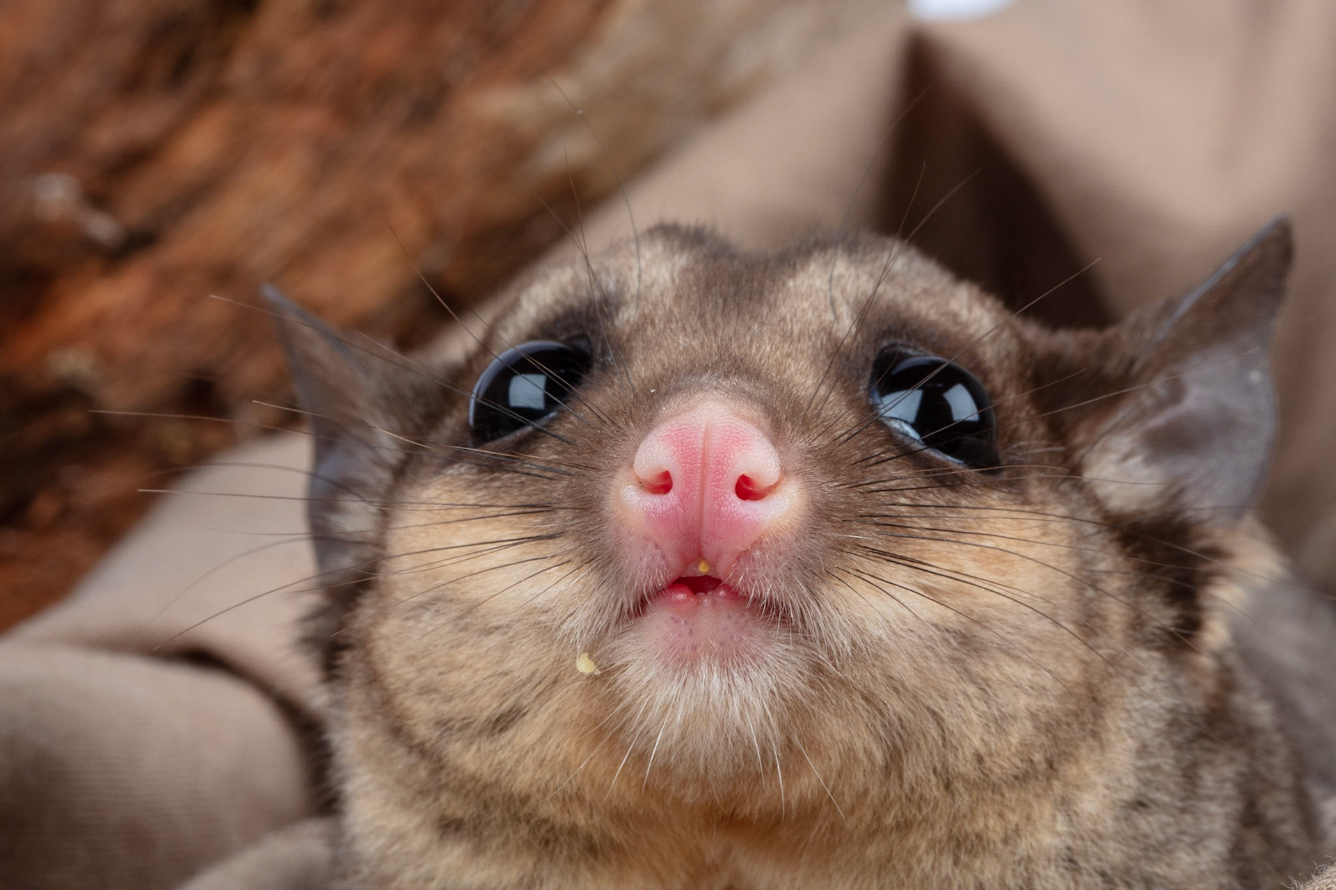 Squirrel gliders are nocturnal gliding possums. They live on trees and rarely leave the canpoy. This was an speciment in captivity.