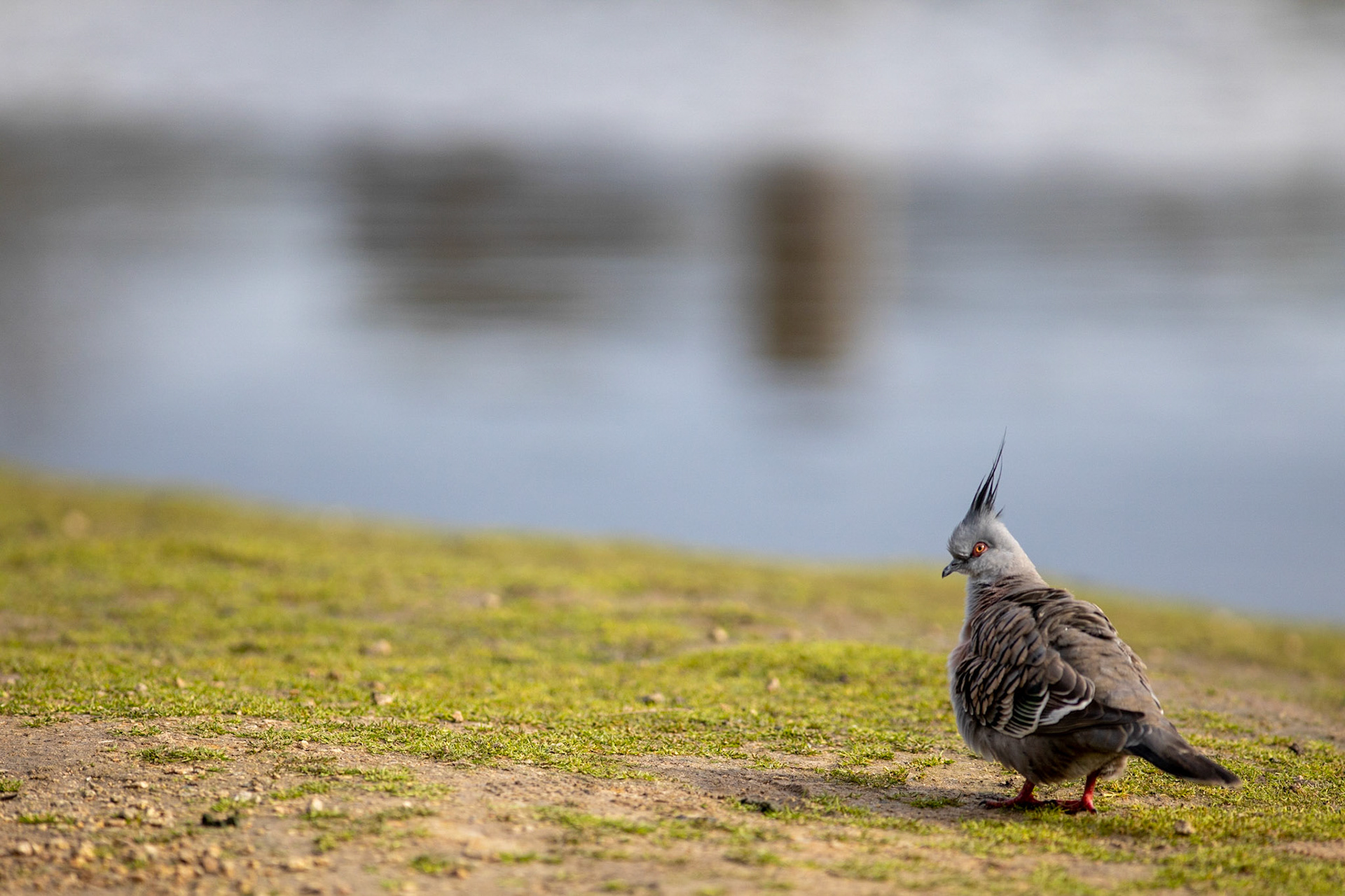 Crested pigeon.