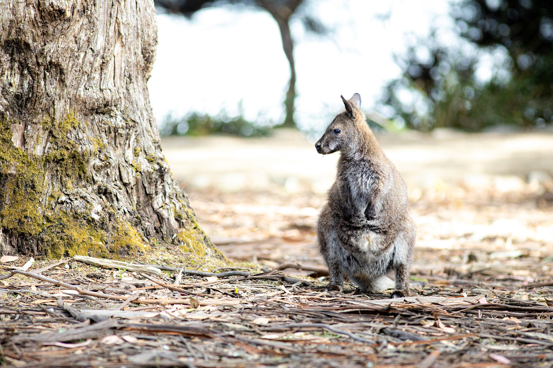 A wallaby come out at dusk in Fortescue Bay, where the Tasman Coastal Trail begins its way.