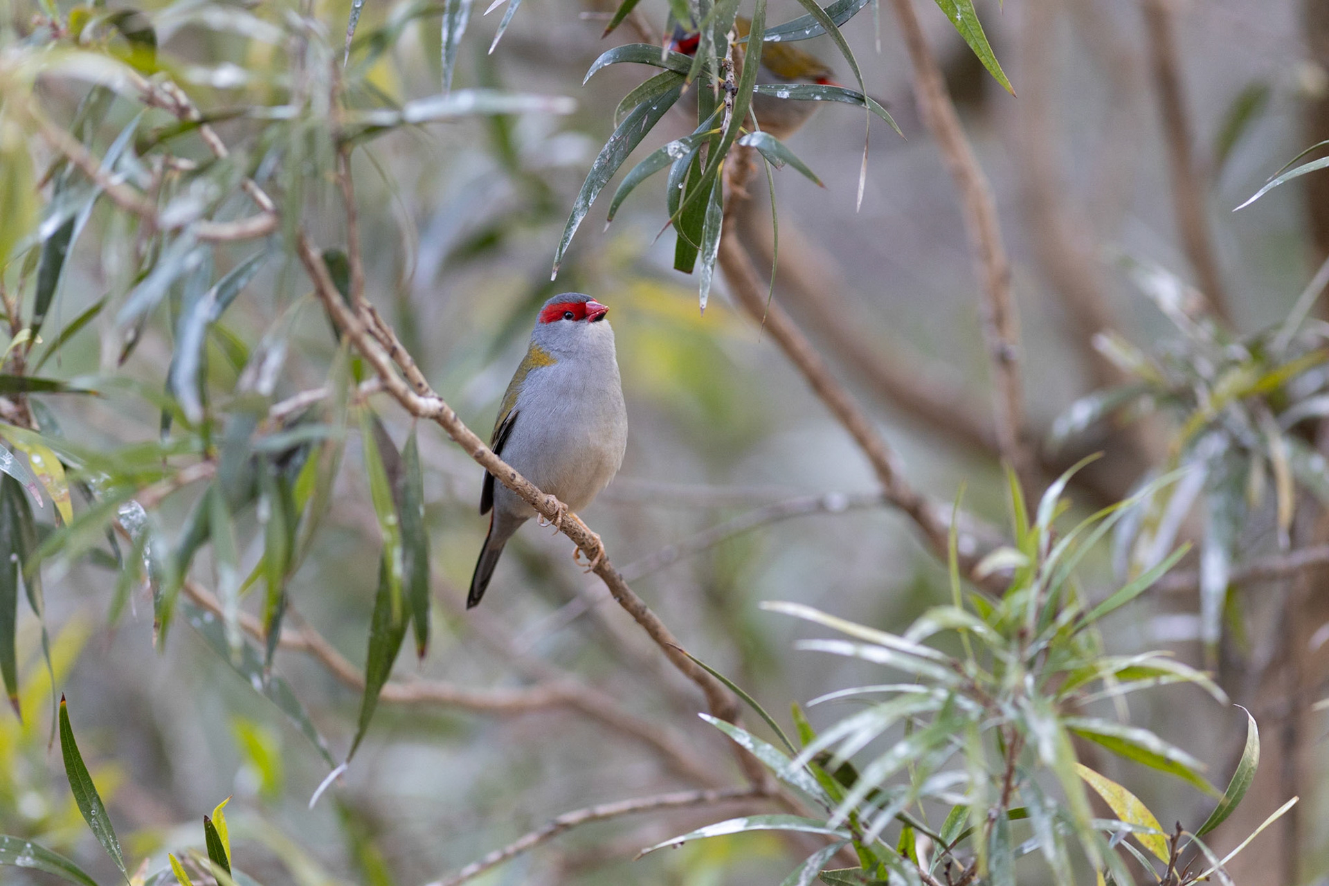 Serendip sanctuary, VIC.