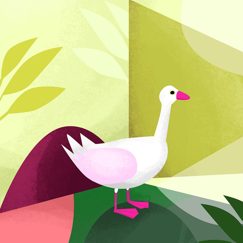 Duck Magenta