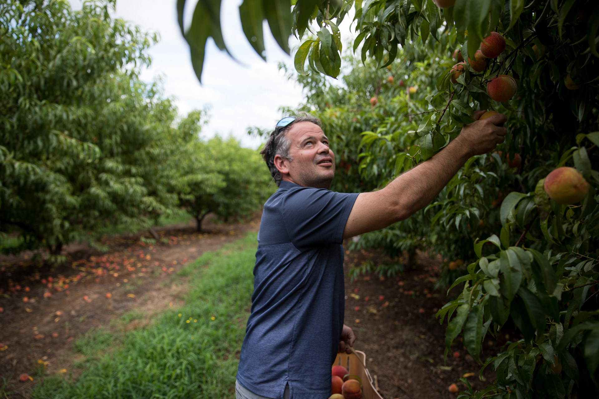 North Georgia farmer Drew Echols picks peaches in his field on July 11, 2022, at Jaemor Farms in Alto, Ga. Echols is from a line of farmers who, until recently, generally remained silent about mental health amid the stressors of farming