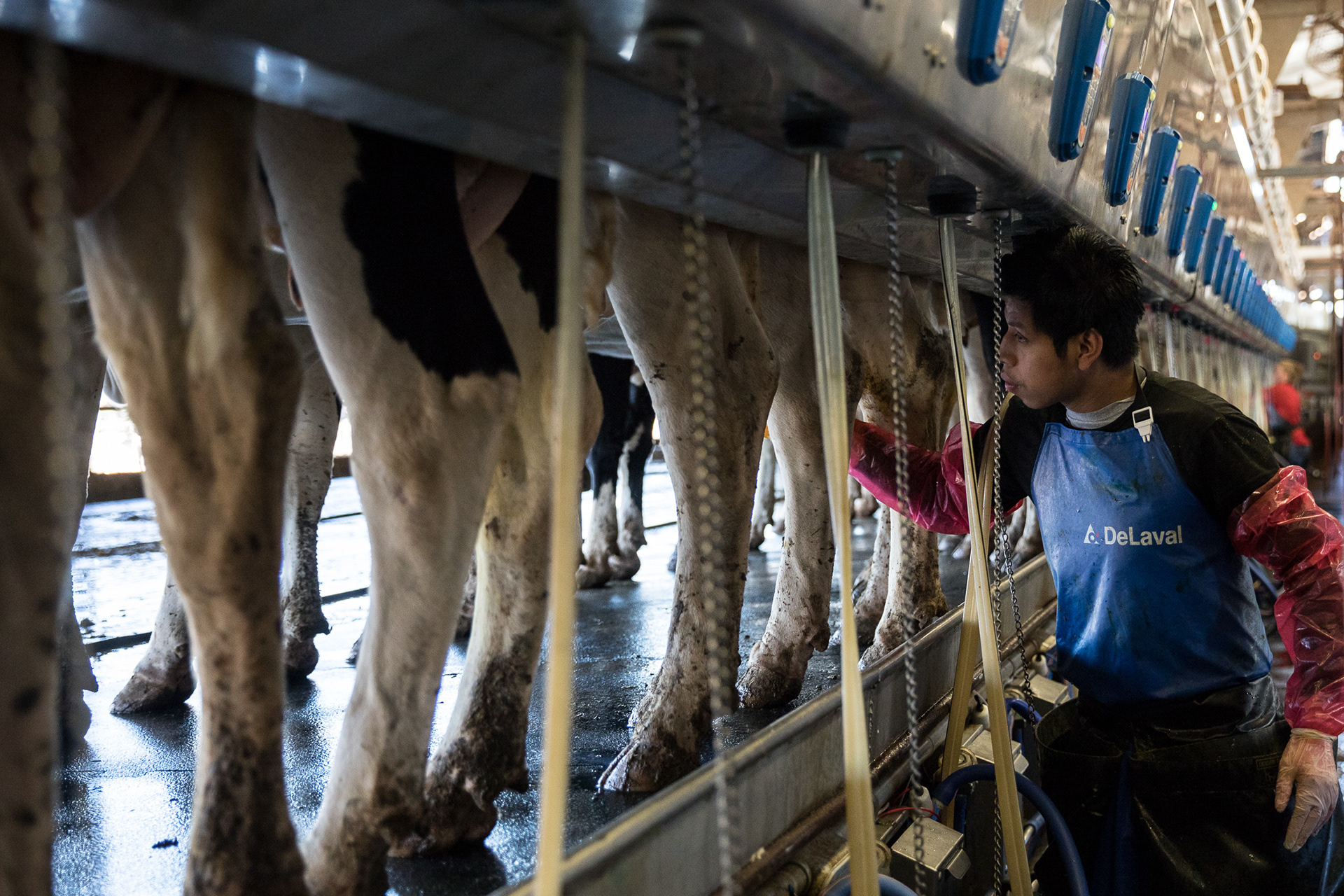 Workers at Barrington Dairy in Montezuma prepare cows for milking. The large dairy operation relies on migrant workers through visa programs that provide workers with higher levels of education to come on as veterinarians or engineers, but struggles from a lack of workers for low-labor jobs like milking.