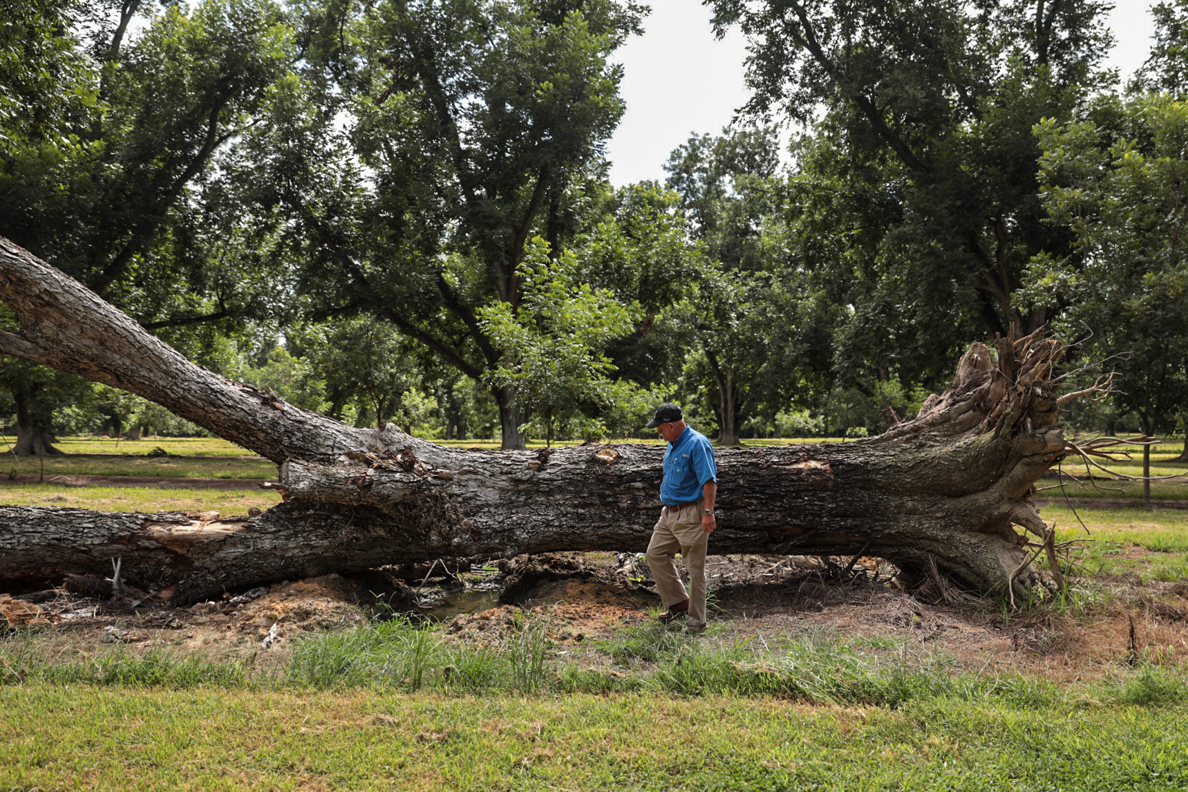 Miley Adams walks next to a tree he lost during Hurricane Michael on his pecan farm in Camilla on July 13.