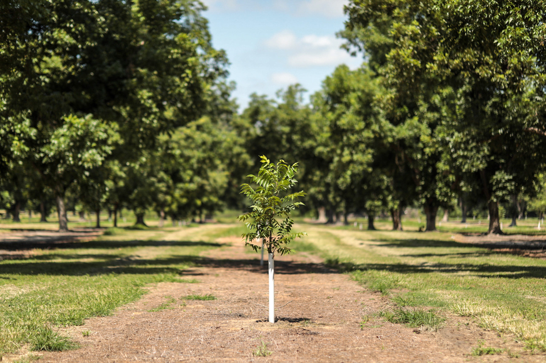 A young pecan tree on Miley Adams' farm grows among older trees that were not lost in 2018 after Hurricane Michael devastated the state's pecan industry.