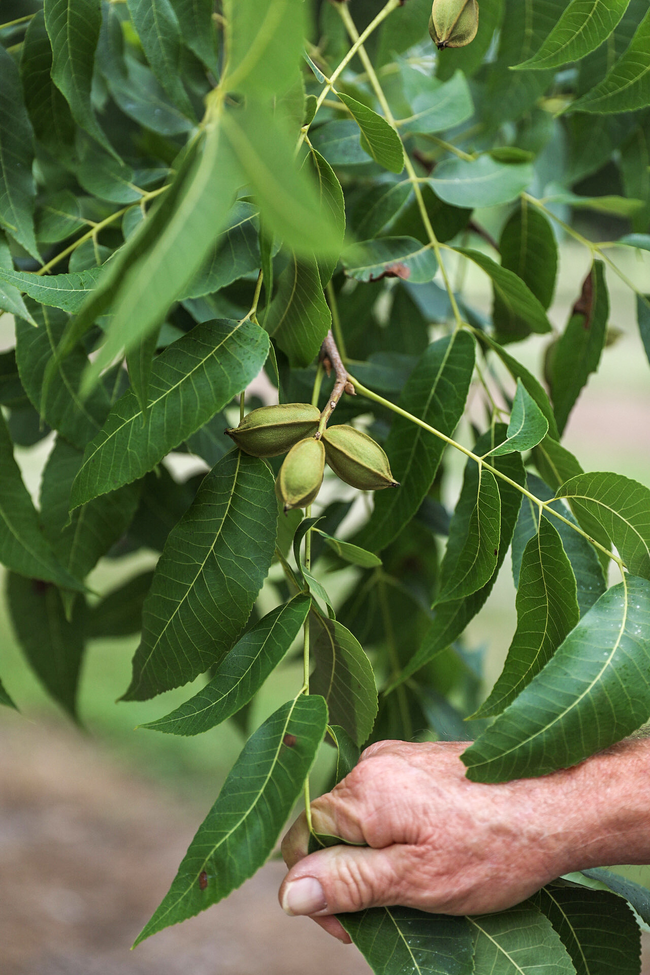 Miley Adams, president of the Georgia Pecan Growers Association, is hopeful for this season's harvest after two years of meticulous tending to his trees after Hurricane Michael destroyed 16% of his crop in Camilla, Georgia.