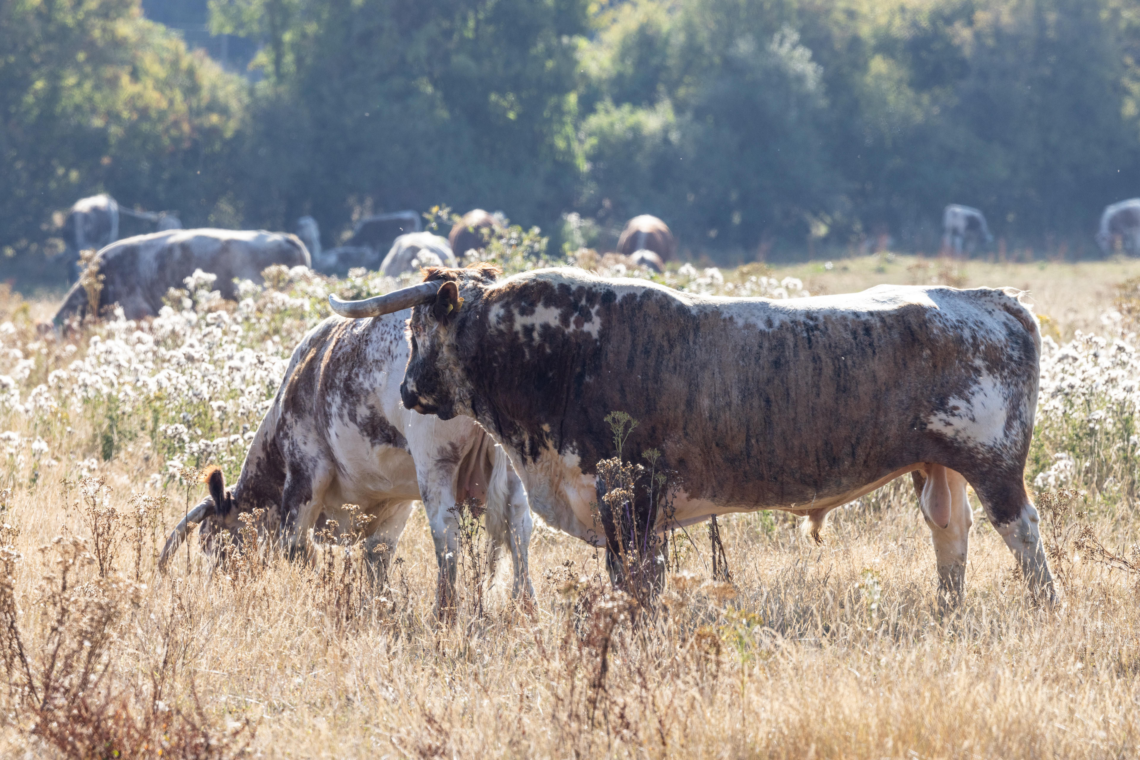 Les vaches longhorns ont été sauvées de l'extinction par le Rare Breeds Survival Trust en 1980. ©Knepp Estate.