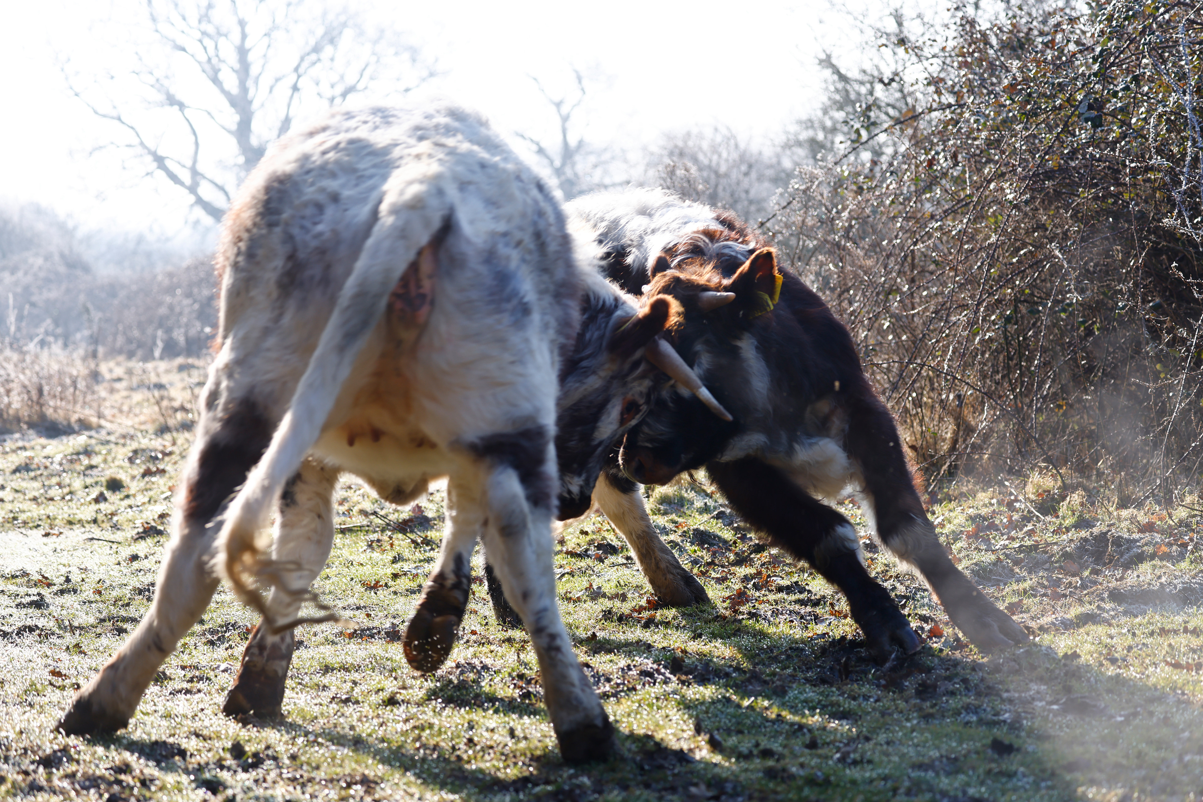 Les vaches longhorns préfèrent se réfugier dans les bois ou les creux par mauvais temps et passent l'hiver dehors. ©Knepp Estate