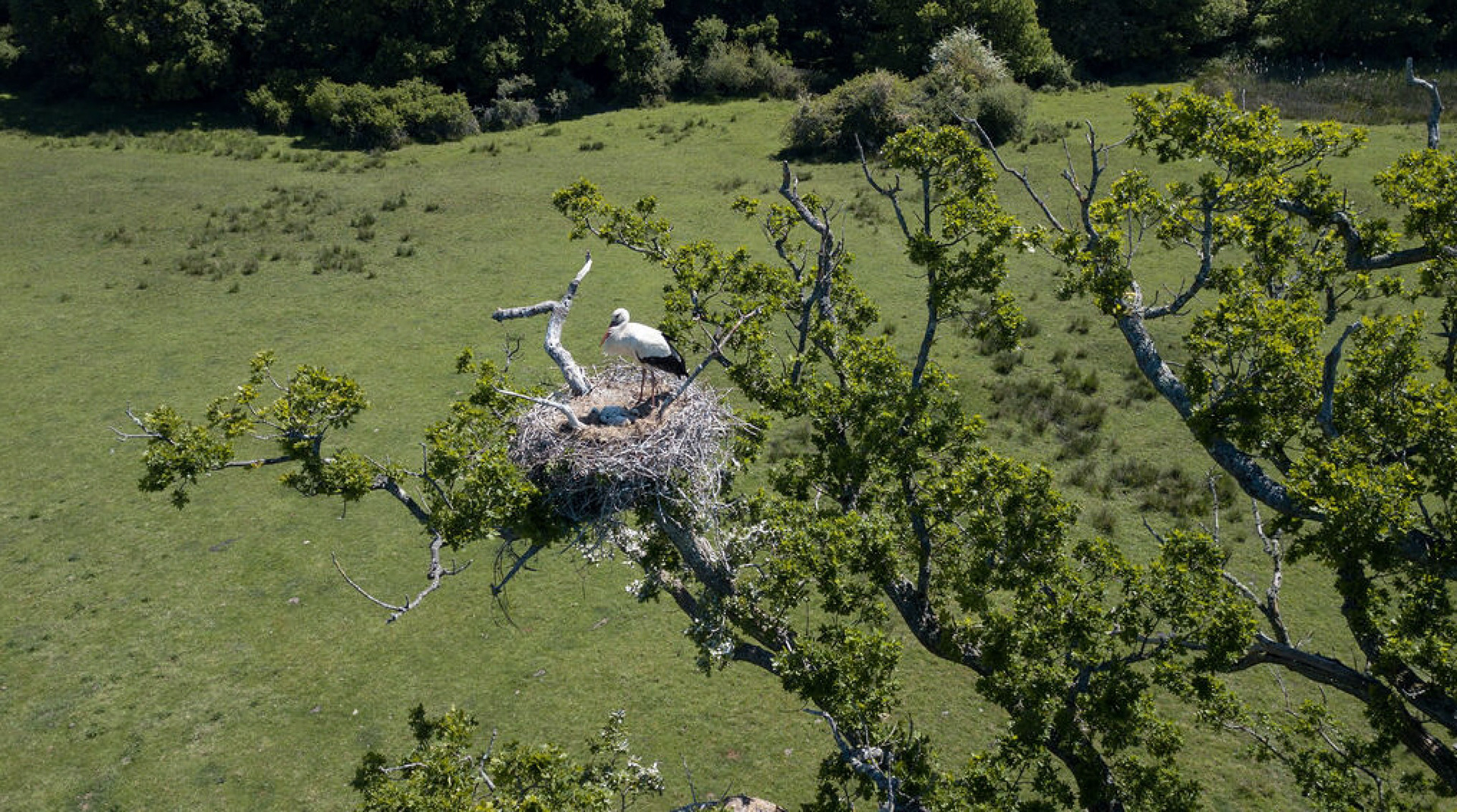 Les arbres de Knepp compte 27 nids de cigognes contre zéro il y a dix ans. ©Knepp Estate