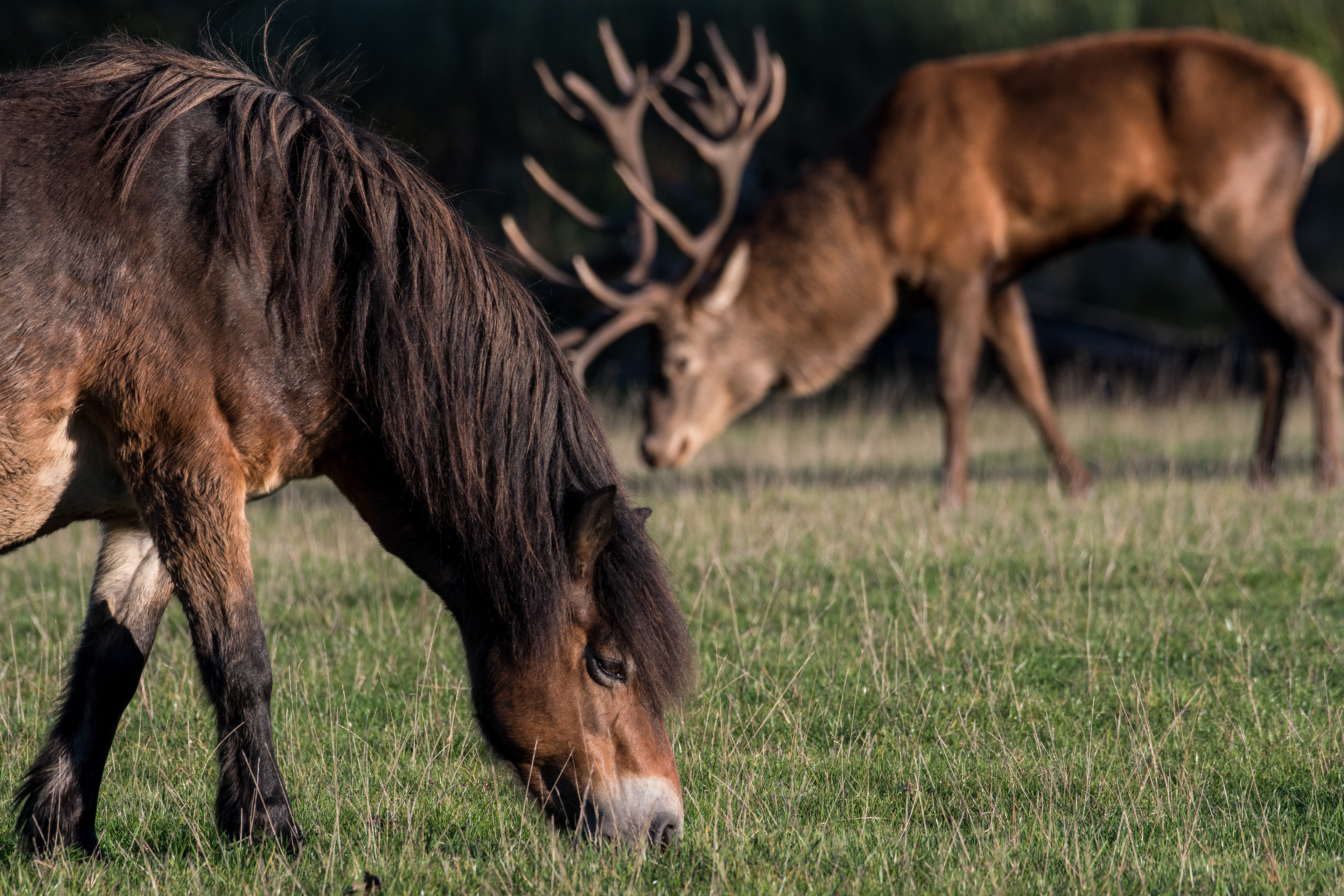 Dans les zones humides et les prairies de Knepp, les cerfs élaphes atteignent deux fois la taille de leurs cousins d’Ecosse relégués dans des landes pauvres en nourriture. ©Knepp Estate