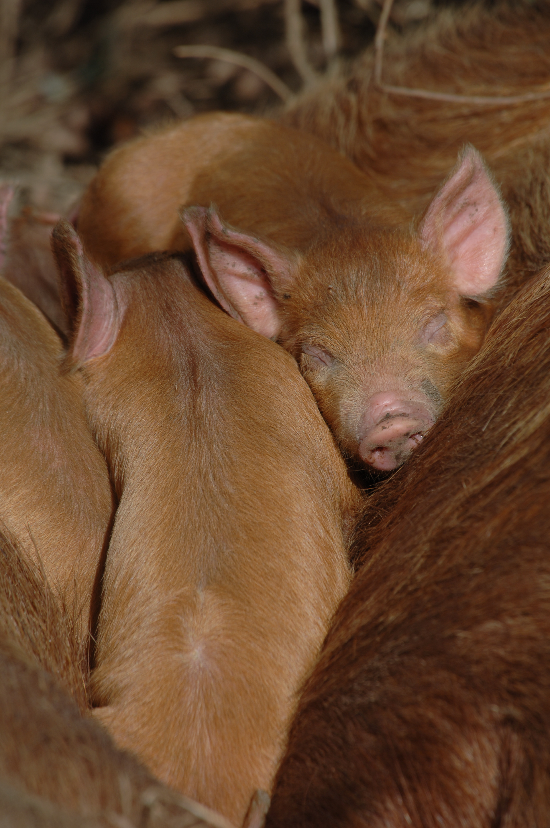 La loi britannique sur les animaux sauvages dangereux interdit l'introduction de sangliers, c'est pourquoi les cochons Tamworth ont pris le rôle de leurs ancêtres indigènes. ©Knepp Estate. 