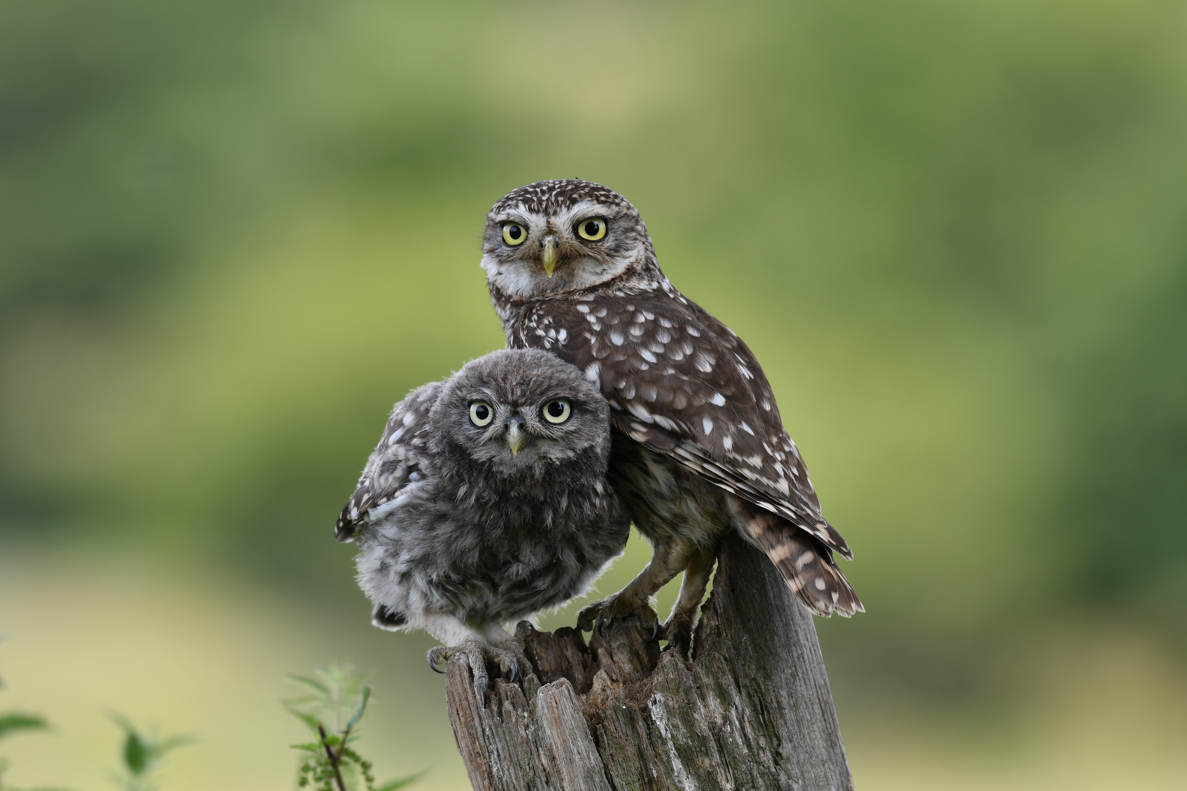 Les chouettes chevêches se multiplient à Knepp grâce à des sols biologiques riches en vers de terre et autres invertébrés, et au fait que le bétail n’est plus traité avec des avermectines. ©Knepp Estate.
