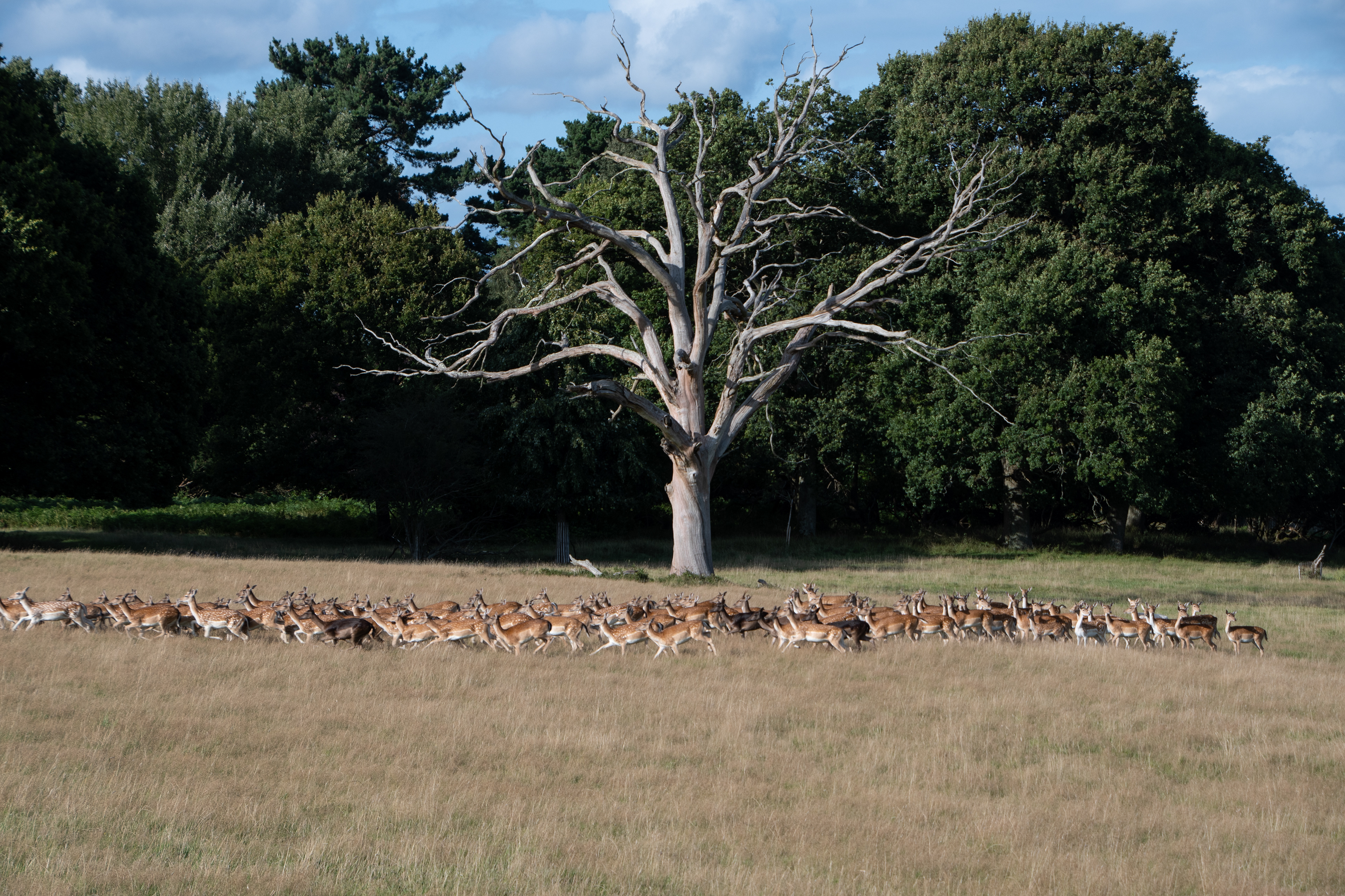 Au sud de Londres, le domaine agricole de Knepp a été rendu aux animaux sauvages.©Knepp Estate