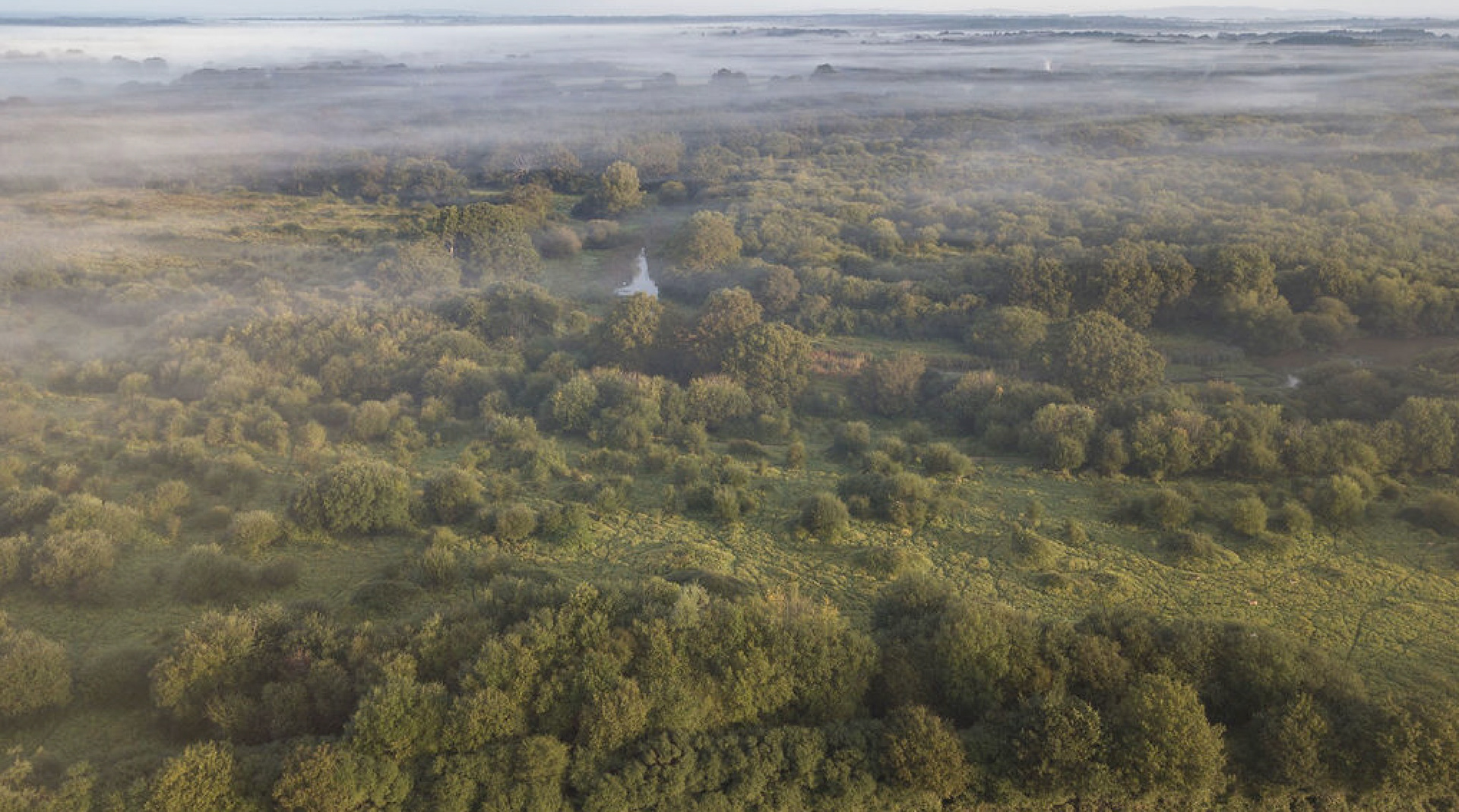 Les forêts couvrent environ 12% du domaine de Knepp. ©Knepp Estate