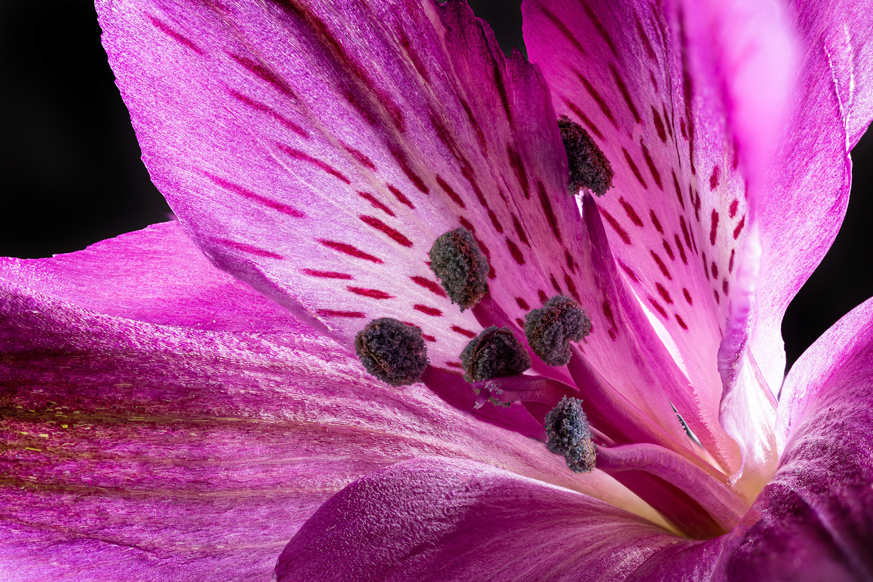 Beautiful purple peruvian lily
