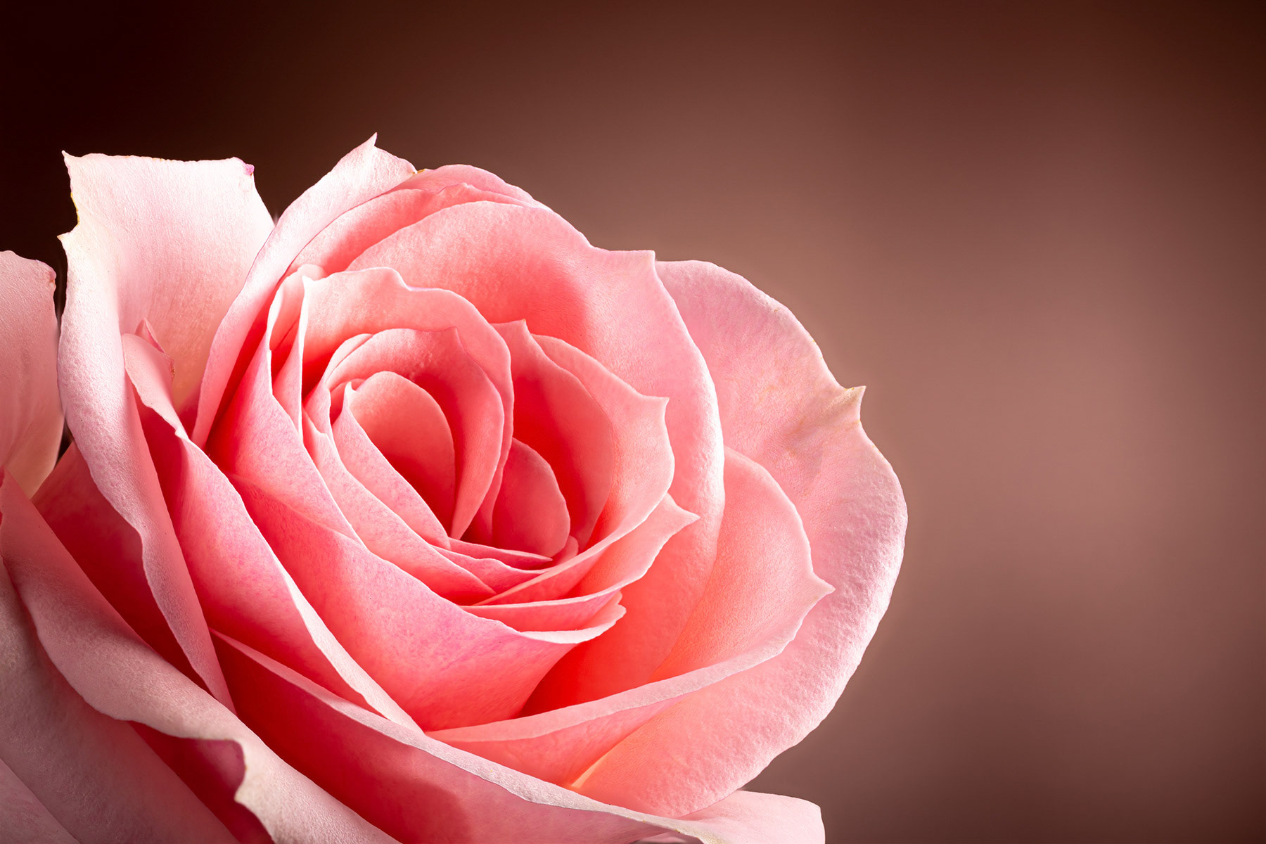 Pink rose on a brown background