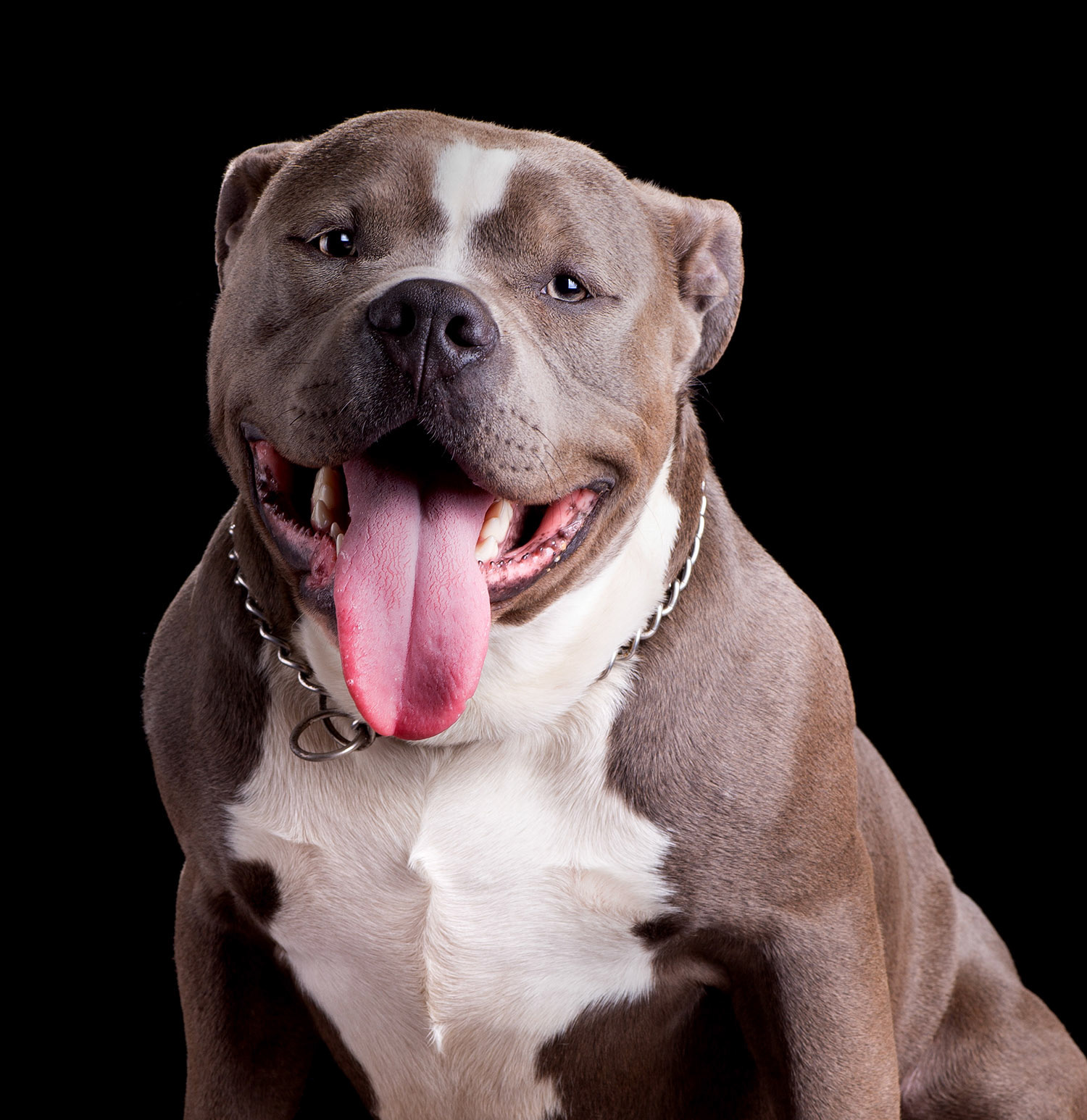 Portrait of an american bully