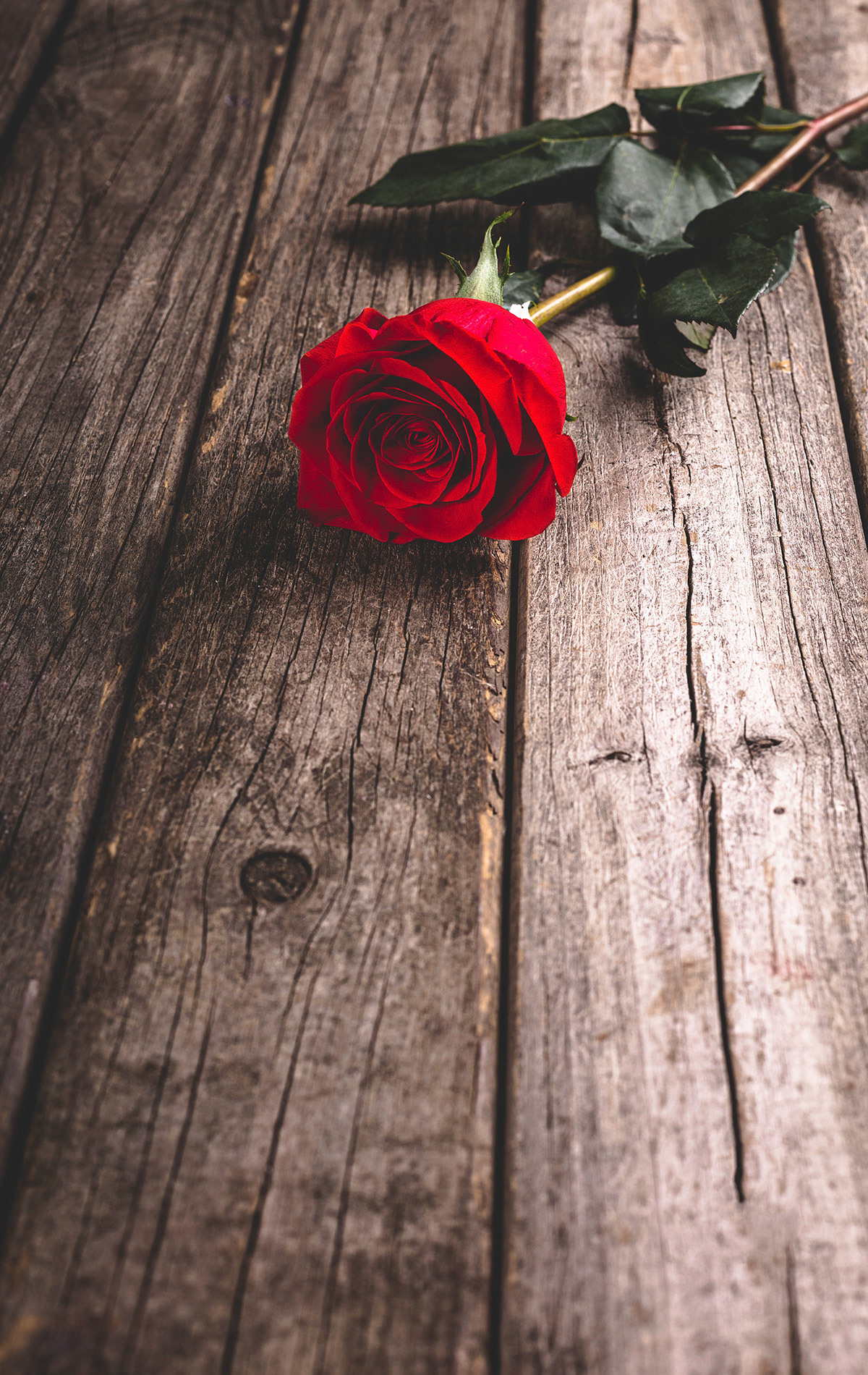 Single red rose on rustic wooden surface
