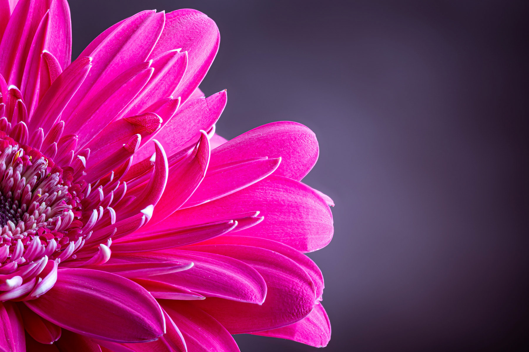 Pink gerbera daisy on a dark background