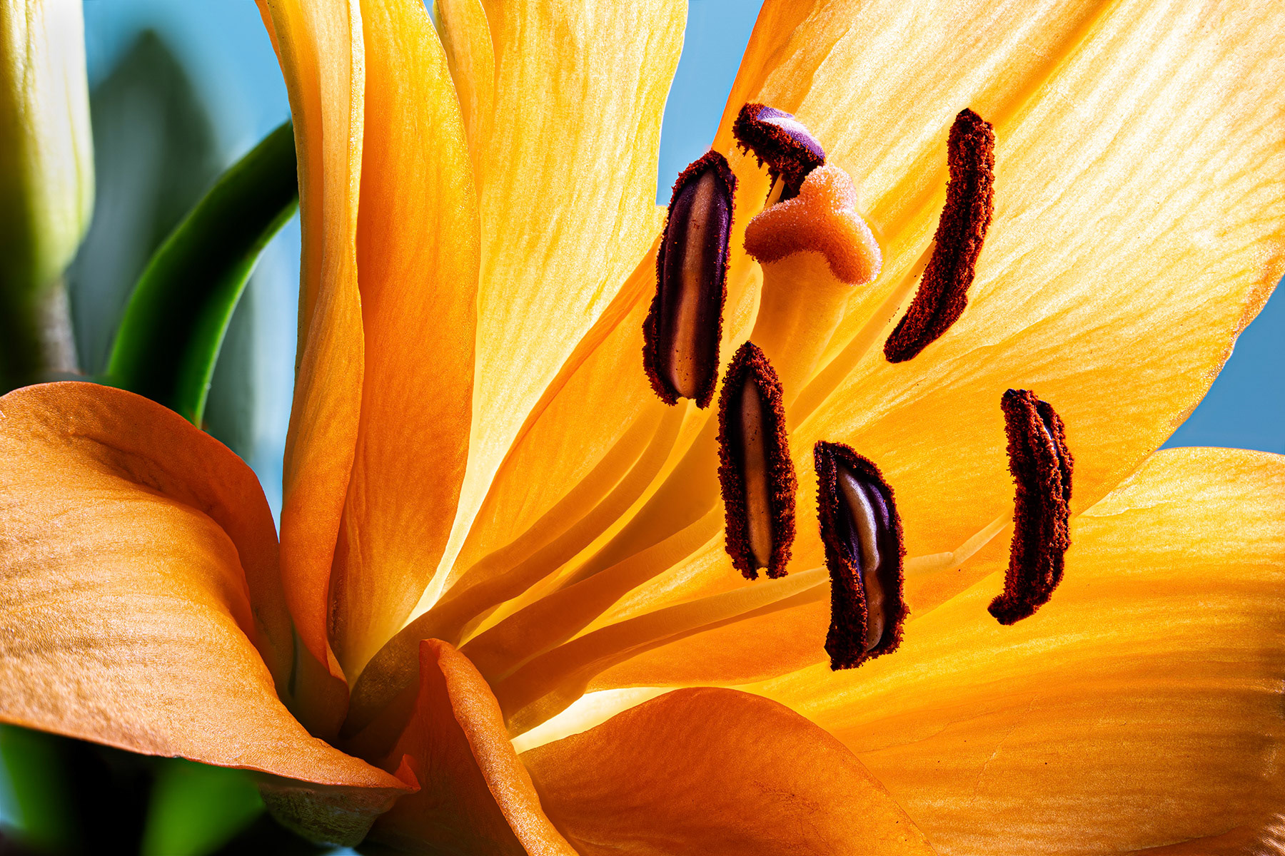 Beautiful orange lily