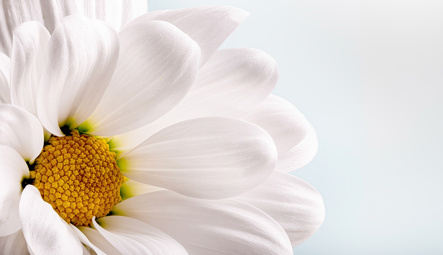 Beautiful white daisy