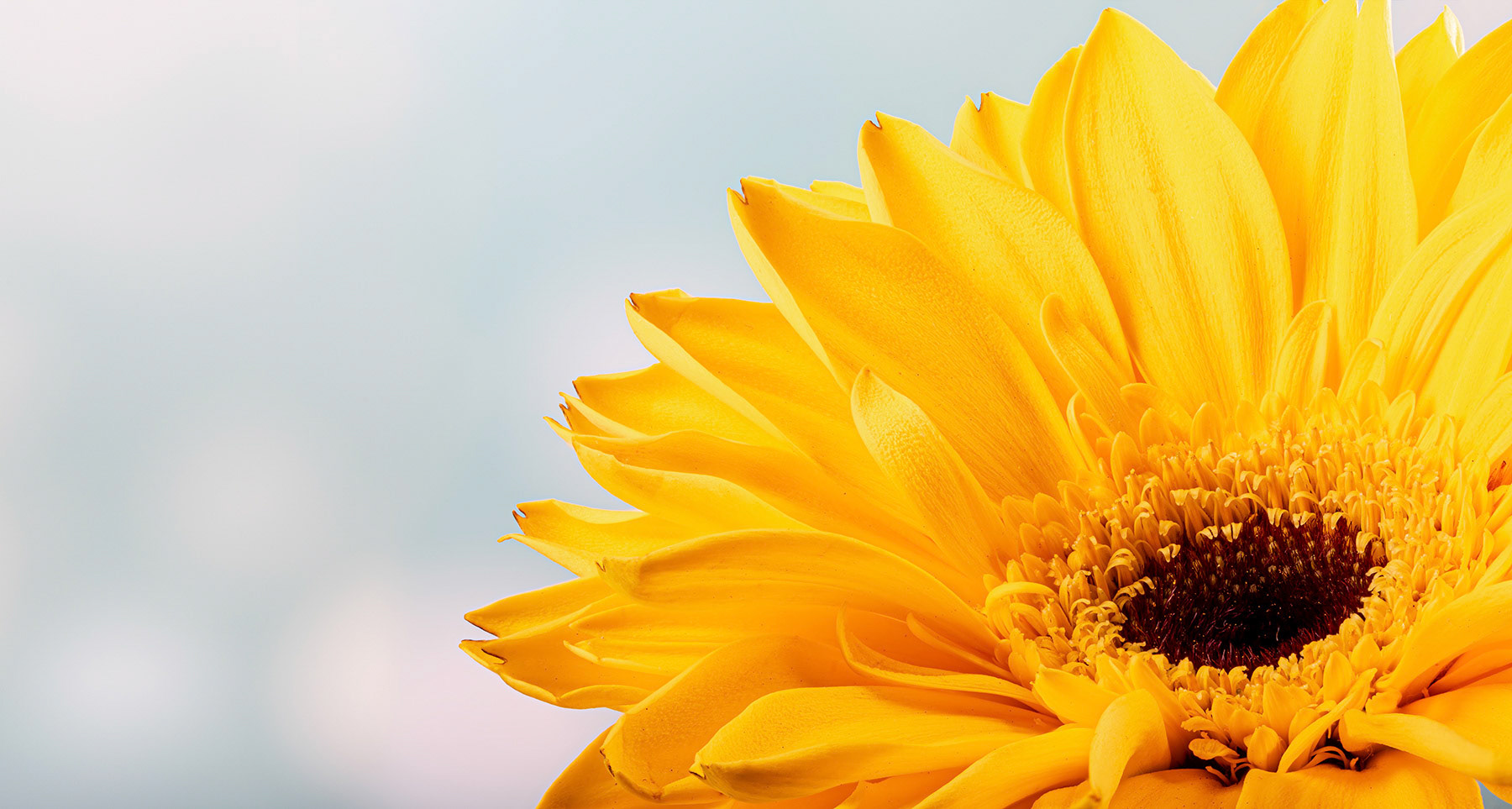 Yellow sunflower on a colorful background
