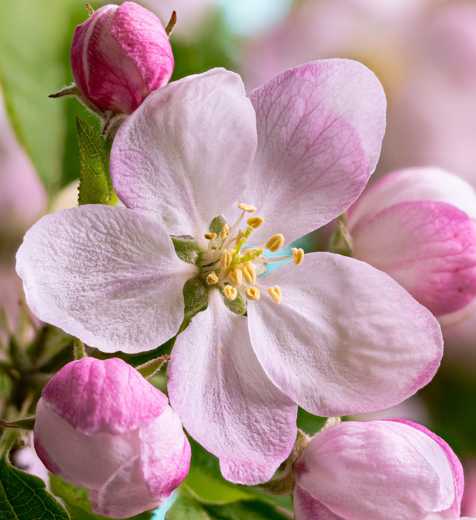 Apple Tree Flower Blossom