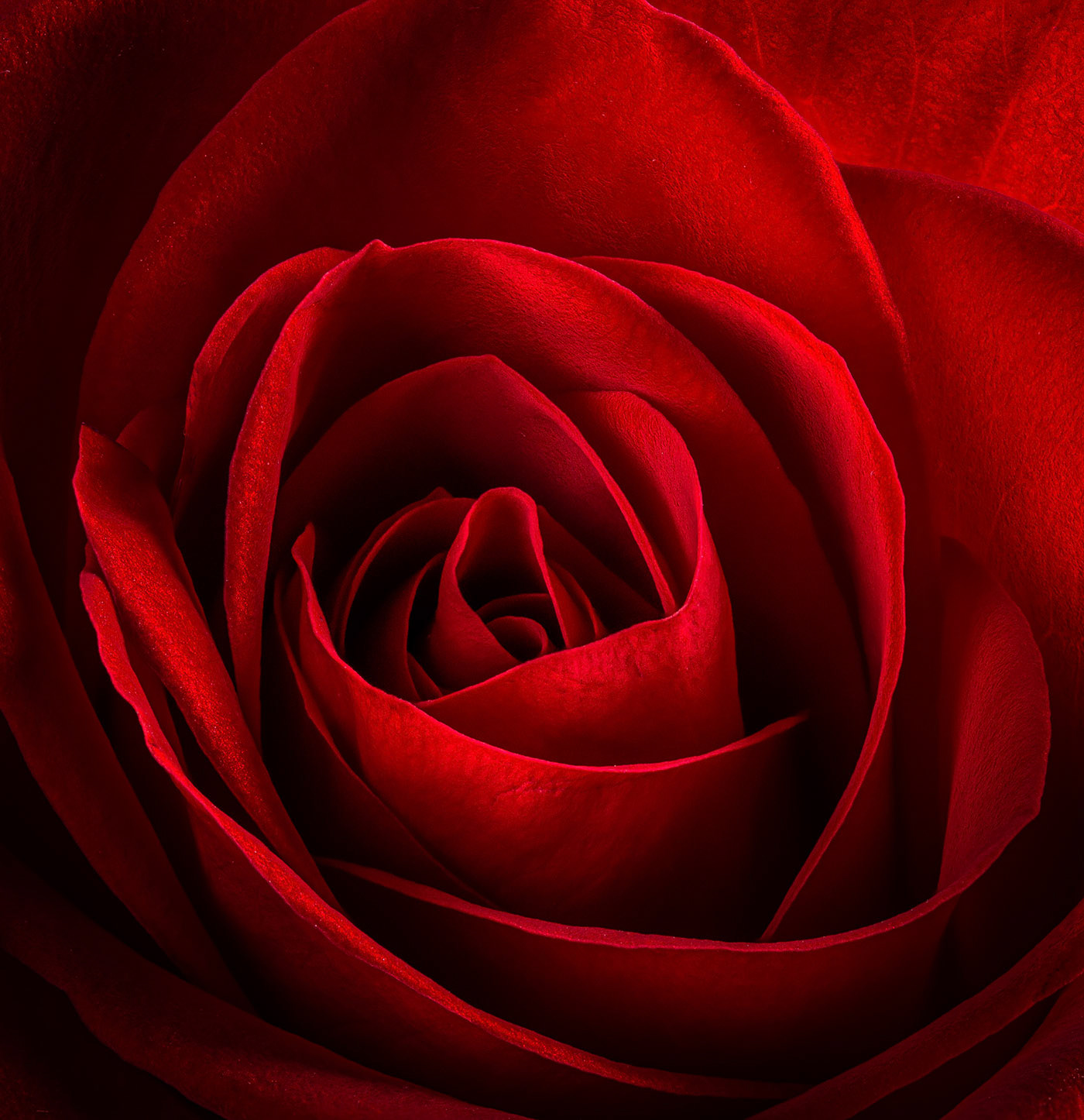 Beautiful red rose flower