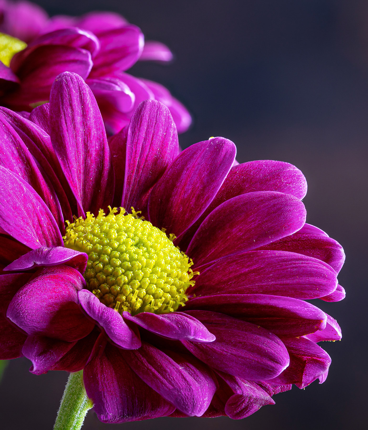 Purple daisy on a dark background