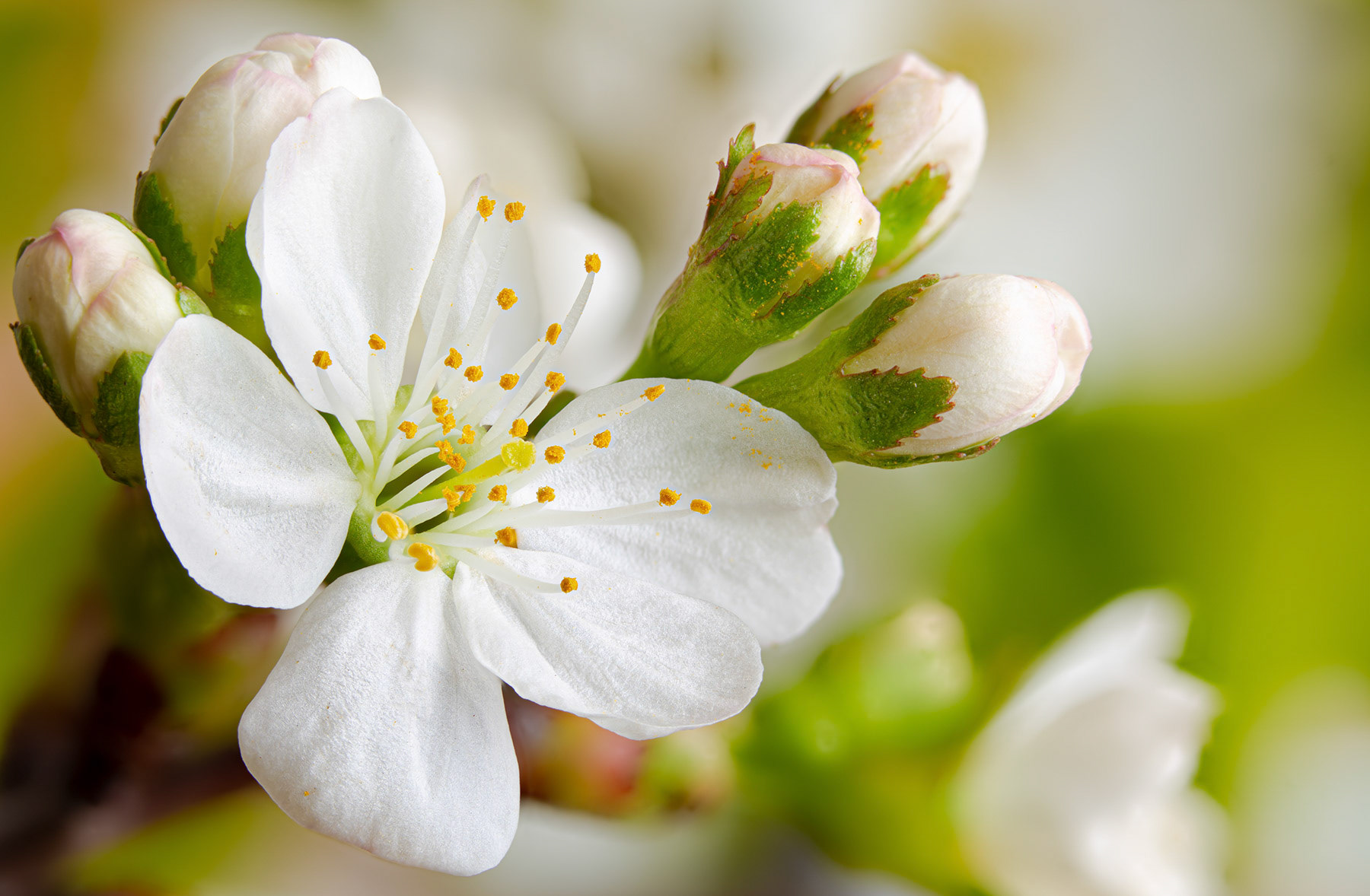 Cherry tree flower blossom
