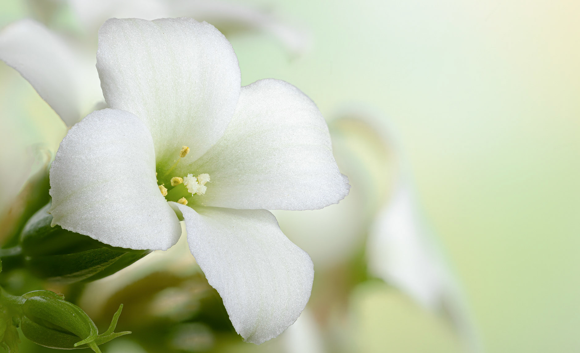 White kalanchoe on a colorful background